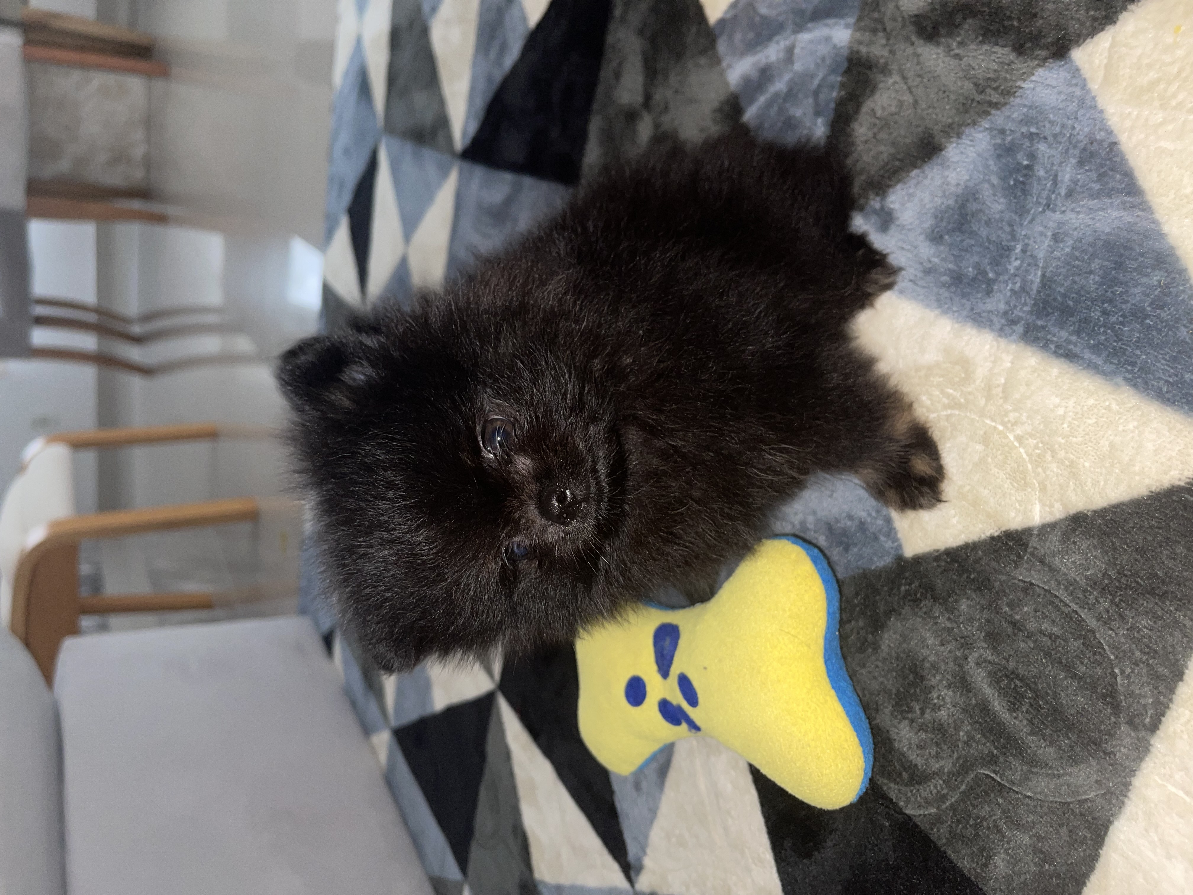 Spitz alemão anão macho - Foto 2