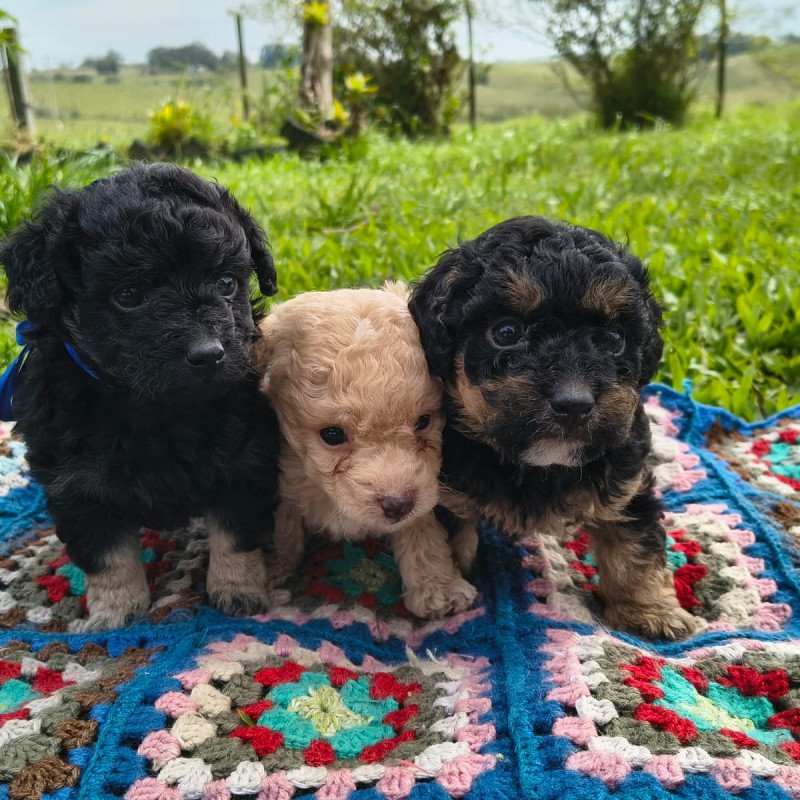 Filhotes poodle de cores lindas