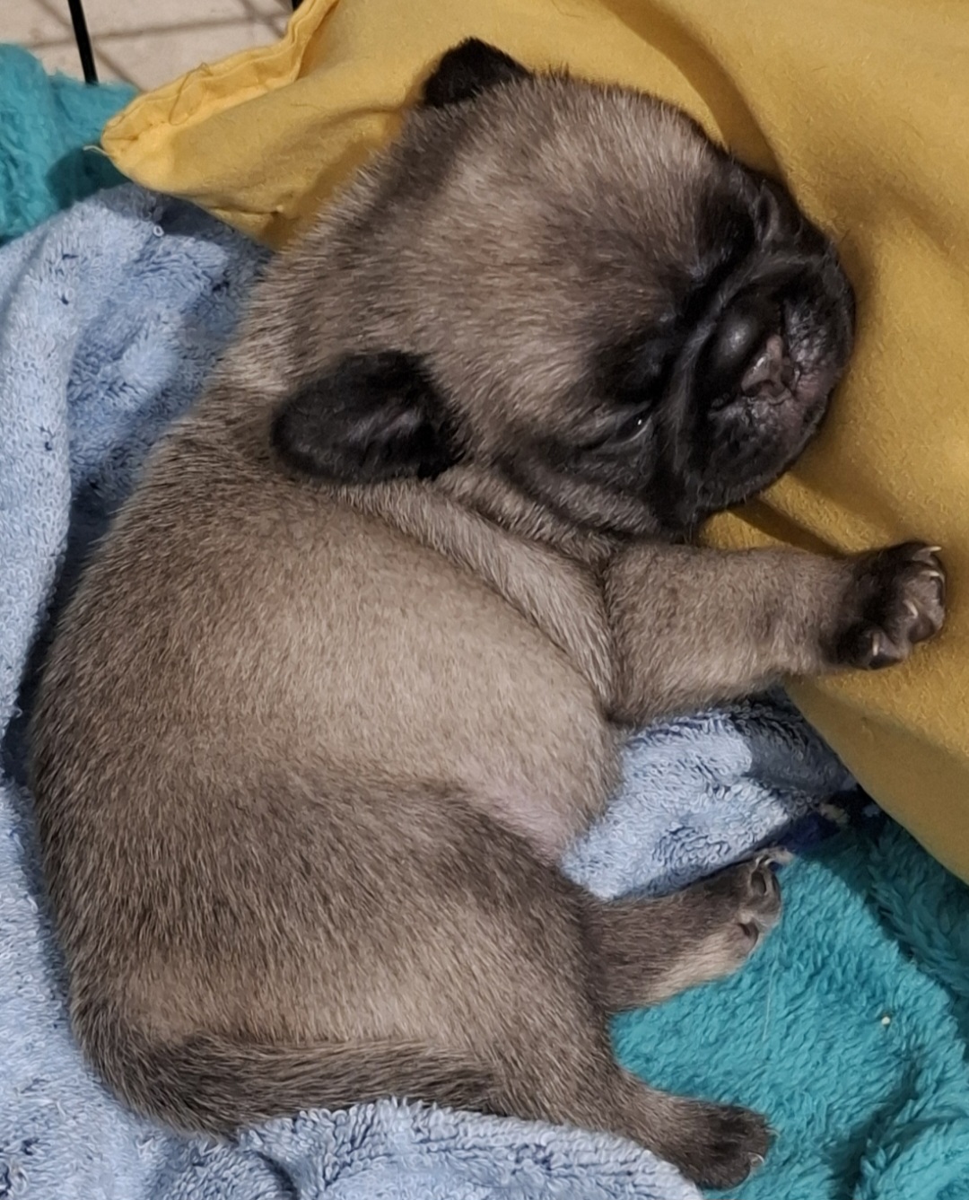 Filhote de pug macho - Foto 1