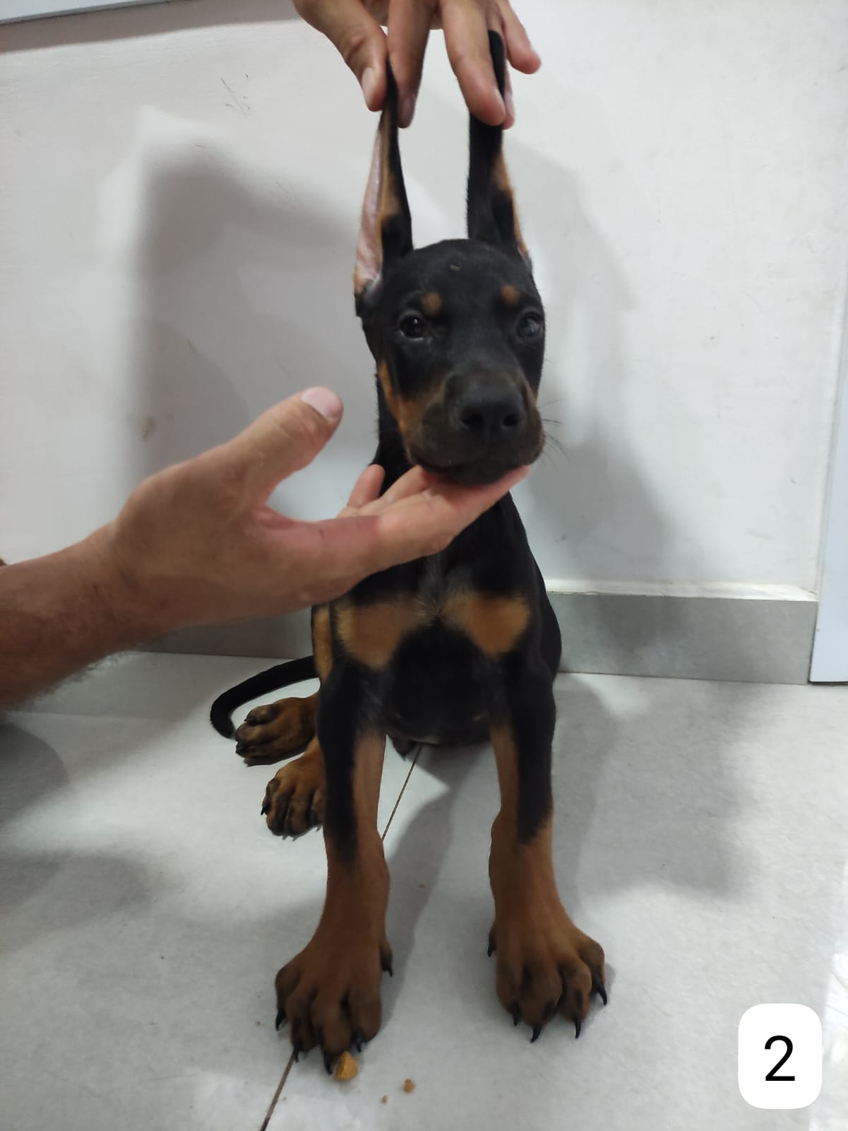 Portal Vendocão Filhotes de Doberman Cajamar