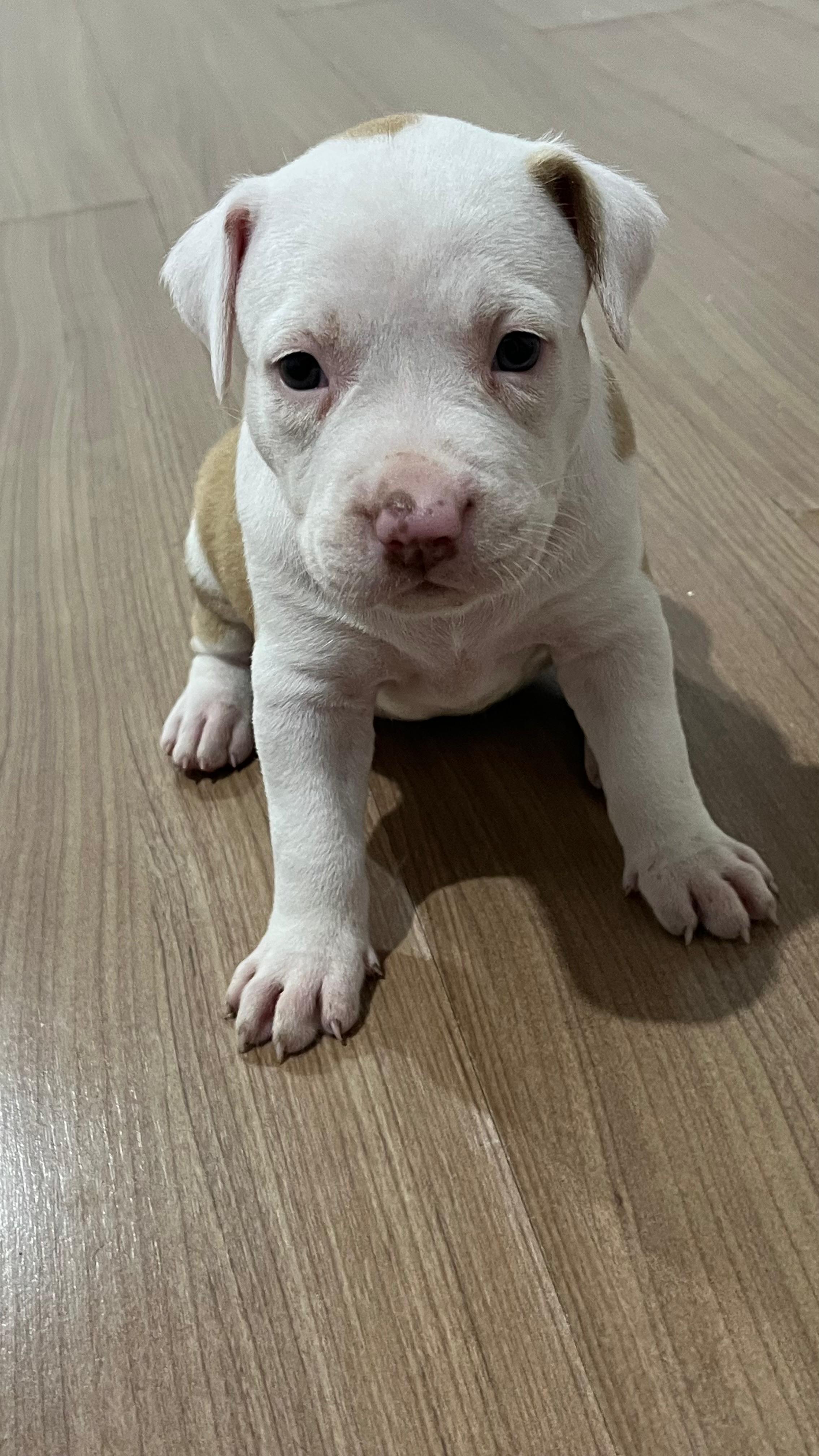 Portal Vendocão American bully  Rio de janeiro 