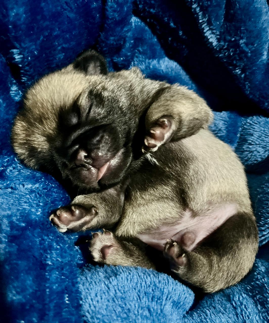 Portal Vendocão Pug Black e abricó  Porto Alegre