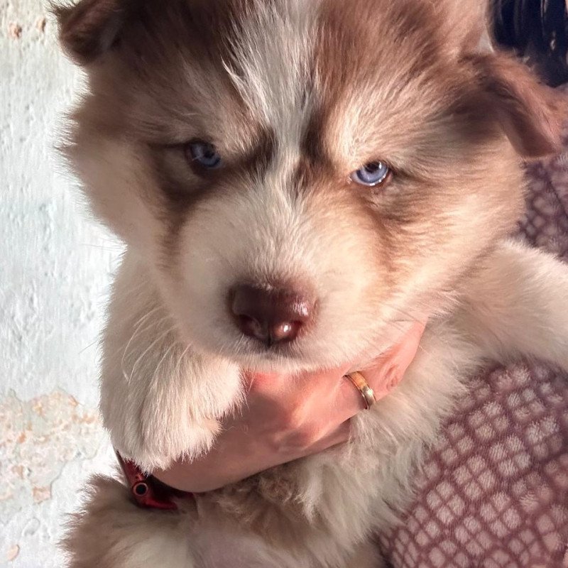 Husky alto padrão olhos azuis 45 dias fêmea