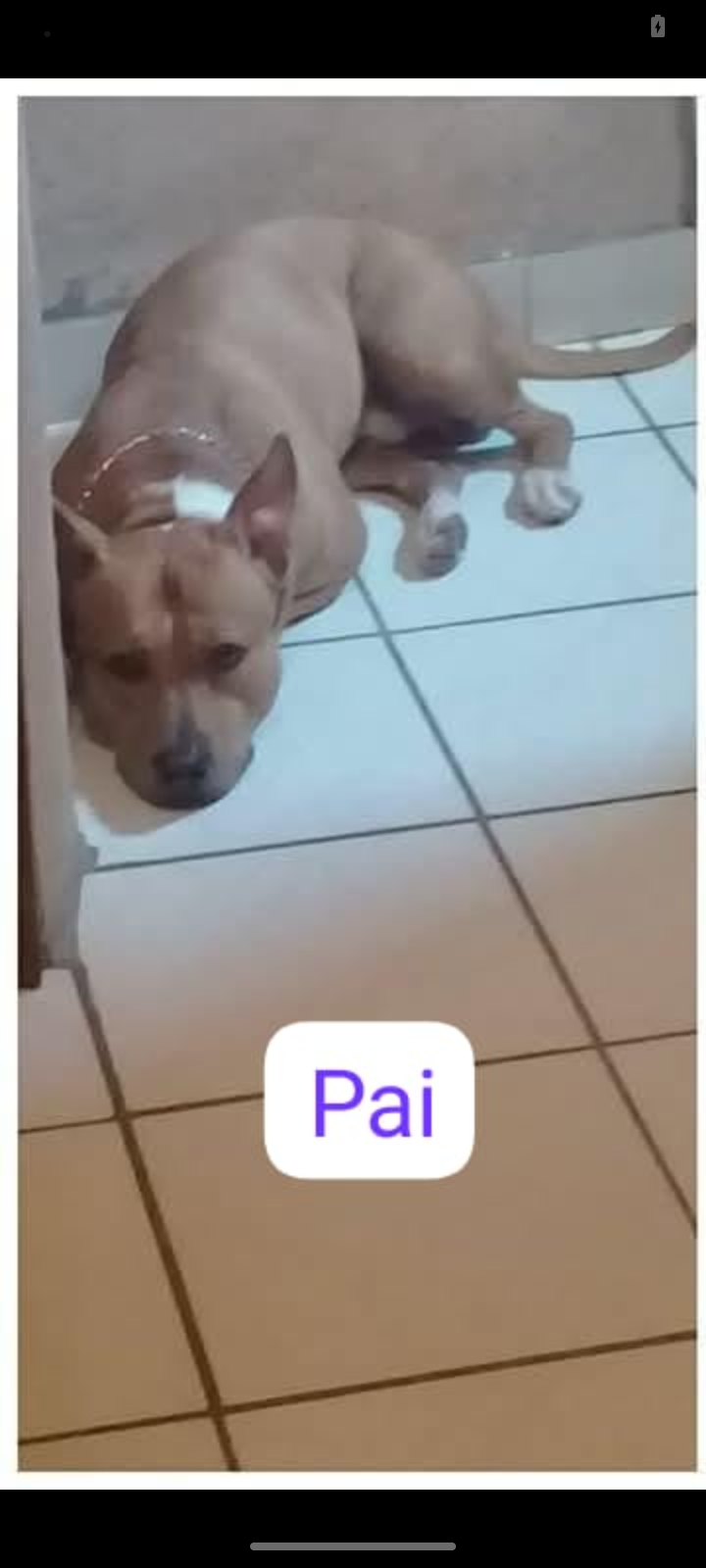 Portal Vendocão Filhotes de Pitbull  Salvador 
