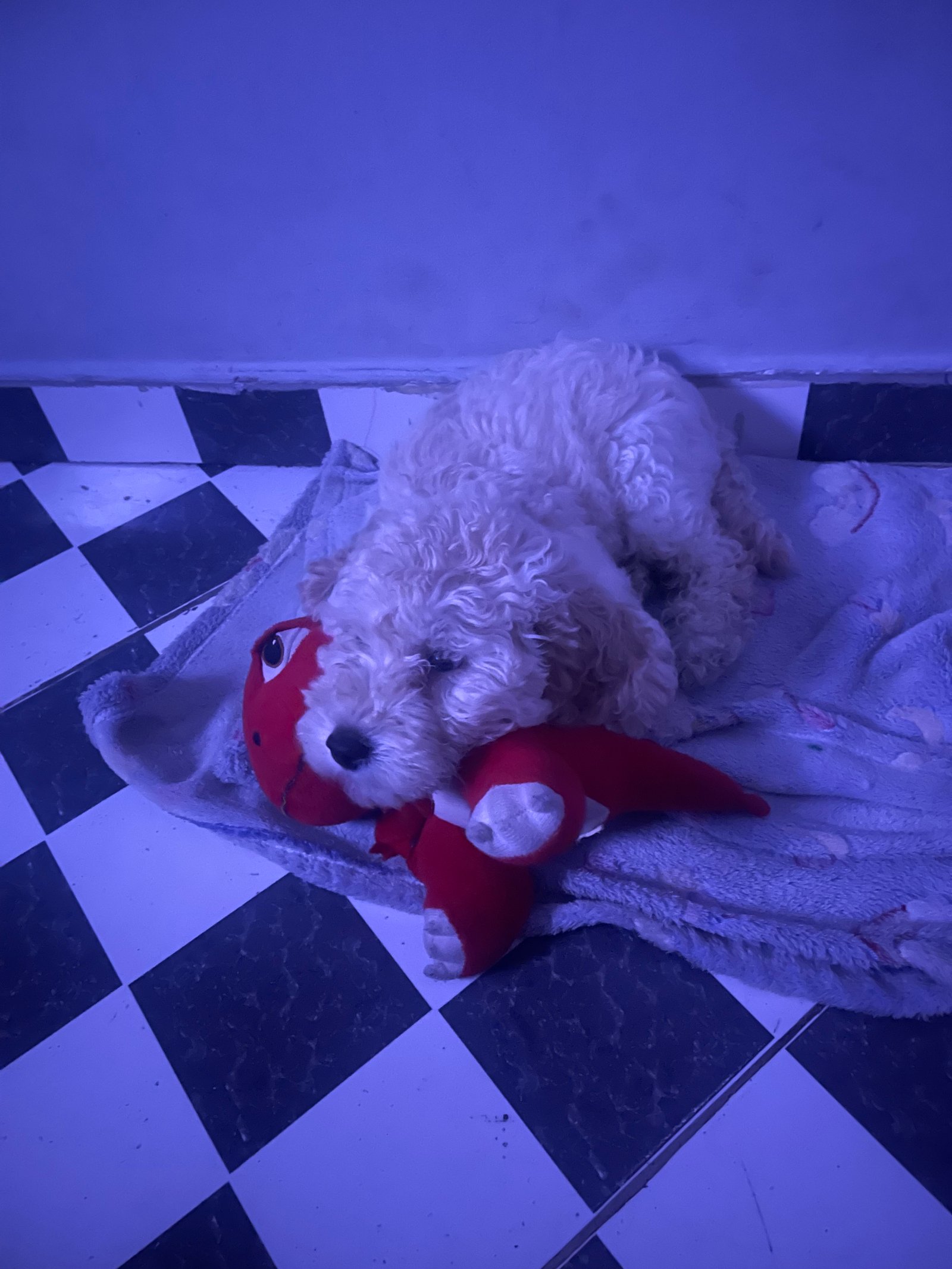 Vende-se poodle.  - Foto 3