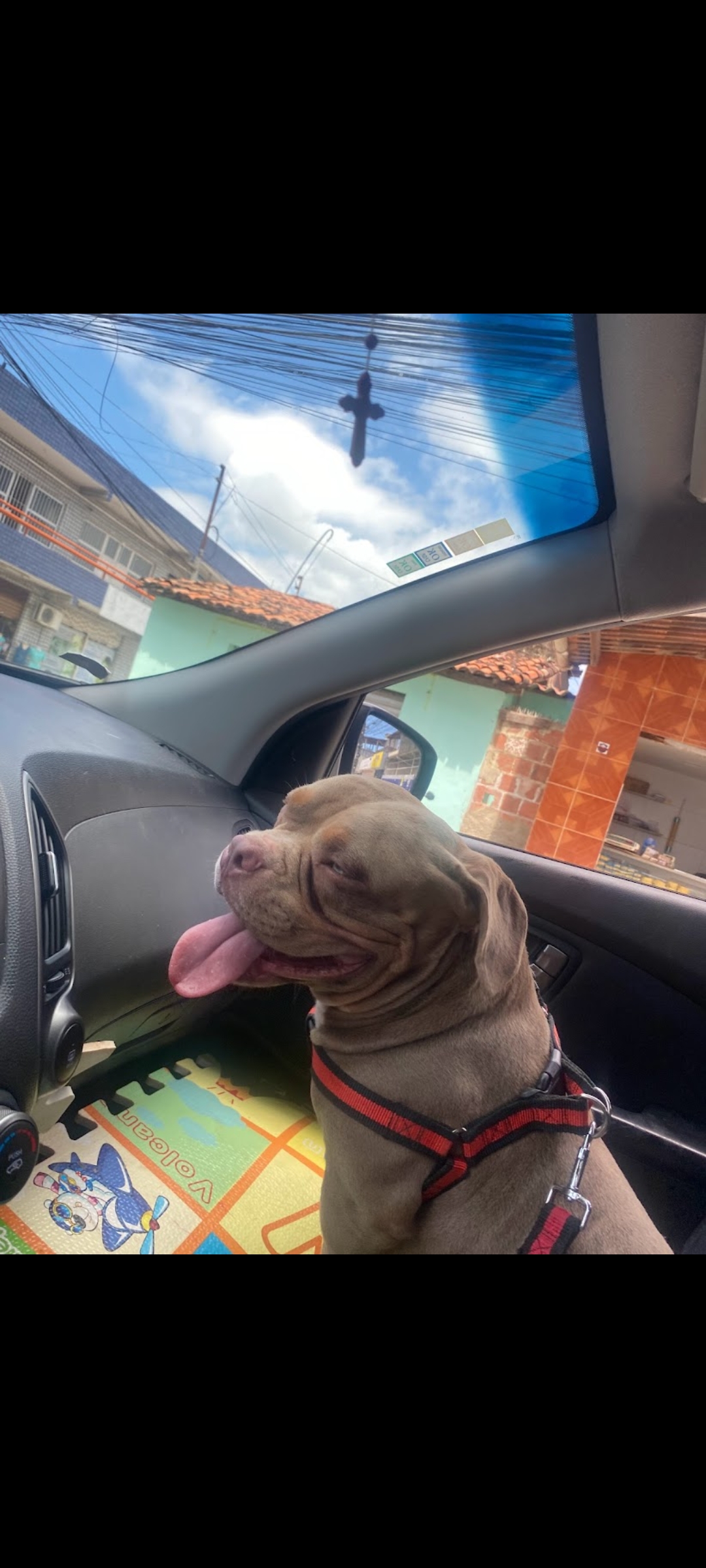Portal Vendocão American bully super Dócil  Recife