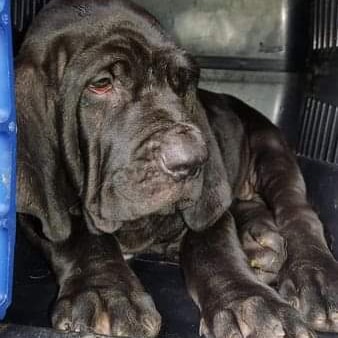 Portal Vendocão Fila Brasileiro  Álvares Machado