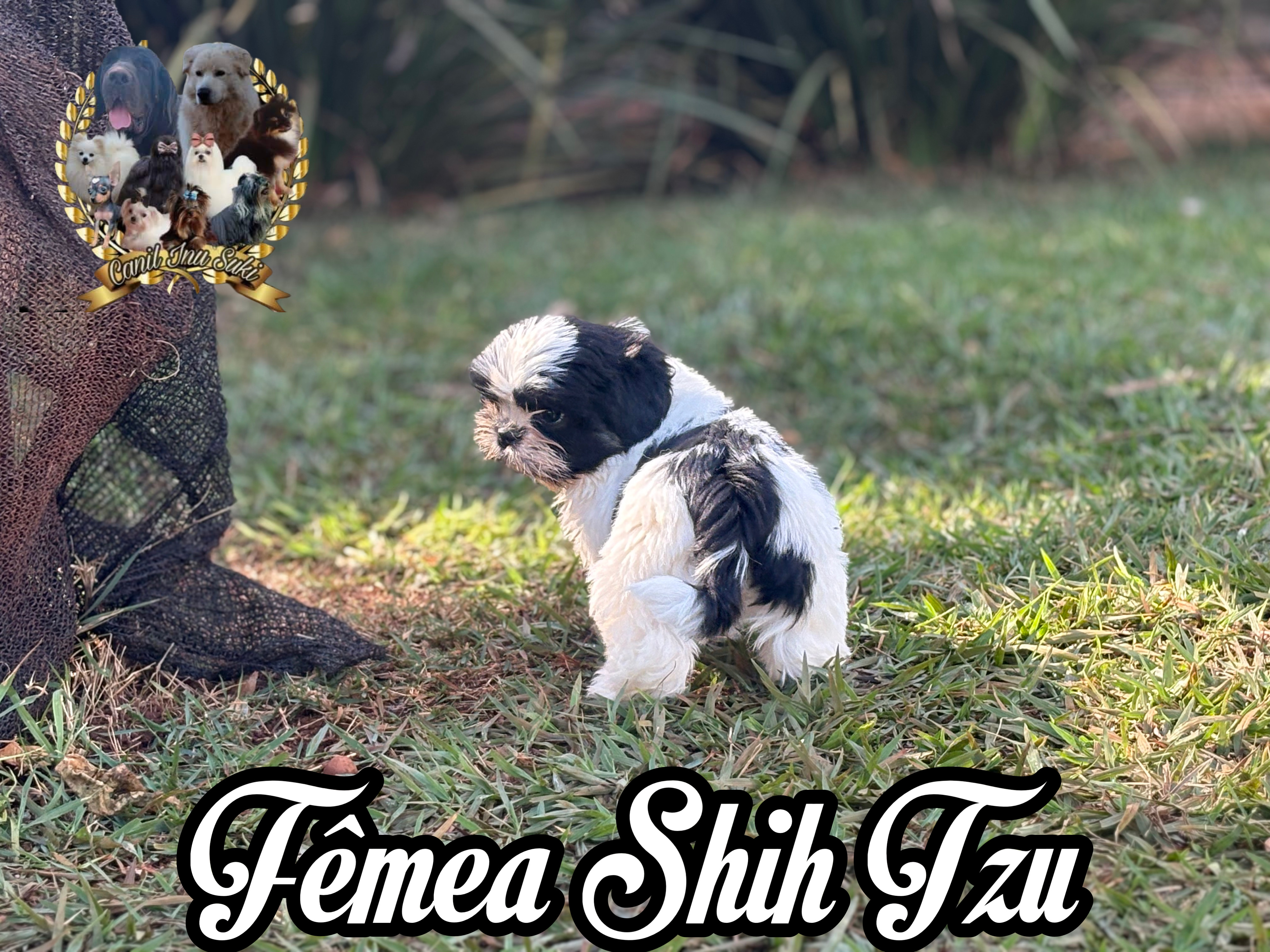 Filhotes de Shih Tzu  - Foto 2