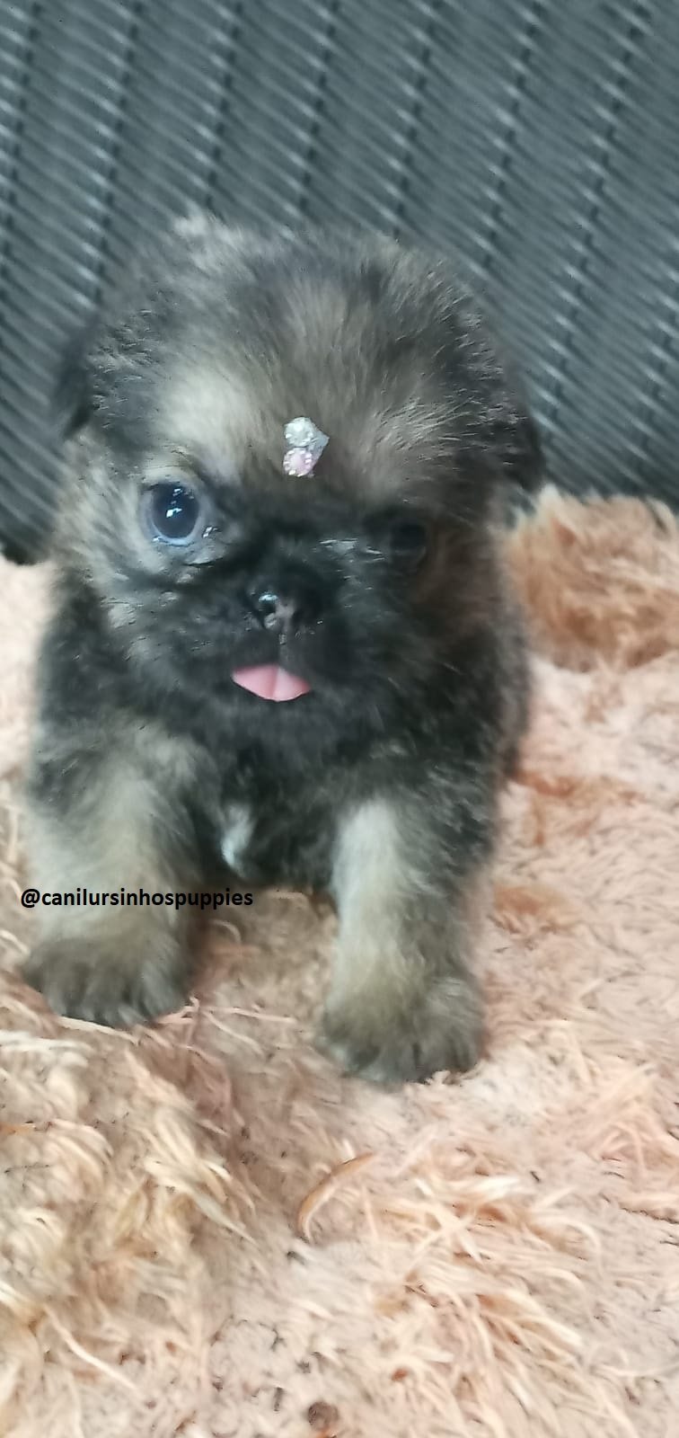 griffon de bruxelas bebes pronta entrega #CANILURSINHOSPUPPIES  - Foto 3