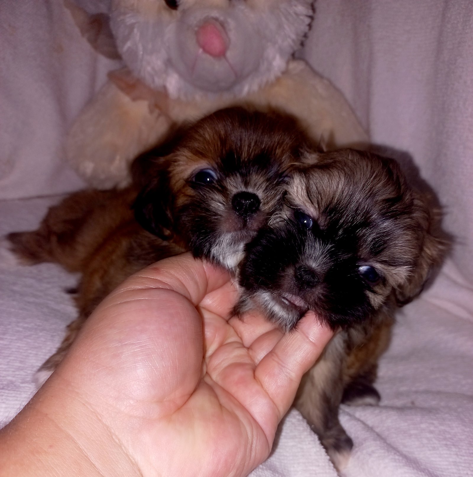 Filhote de Shih tzu  - Foto 1