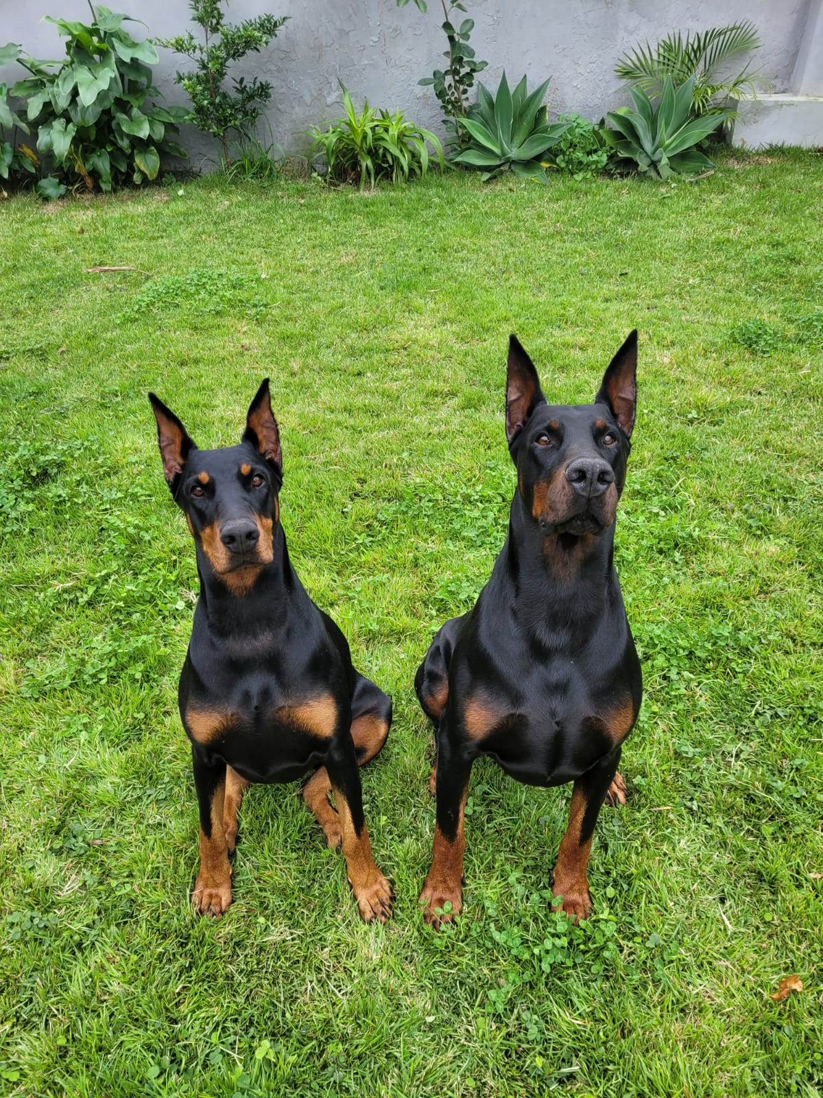 Portal Vendocão Dobermann Filhote Porto Alegre