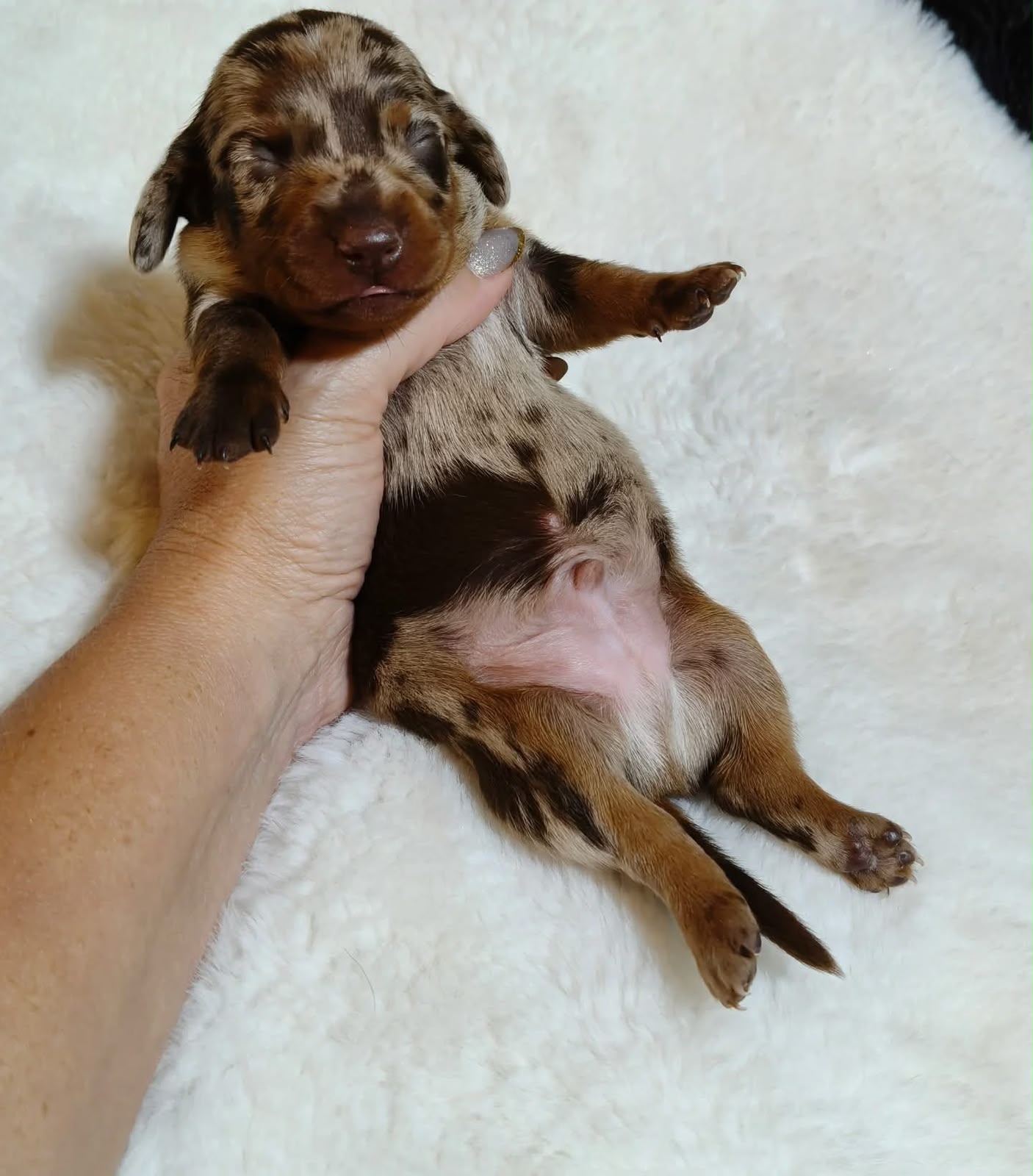 Filhotes dachshund disponível para reserva  - Foto 2