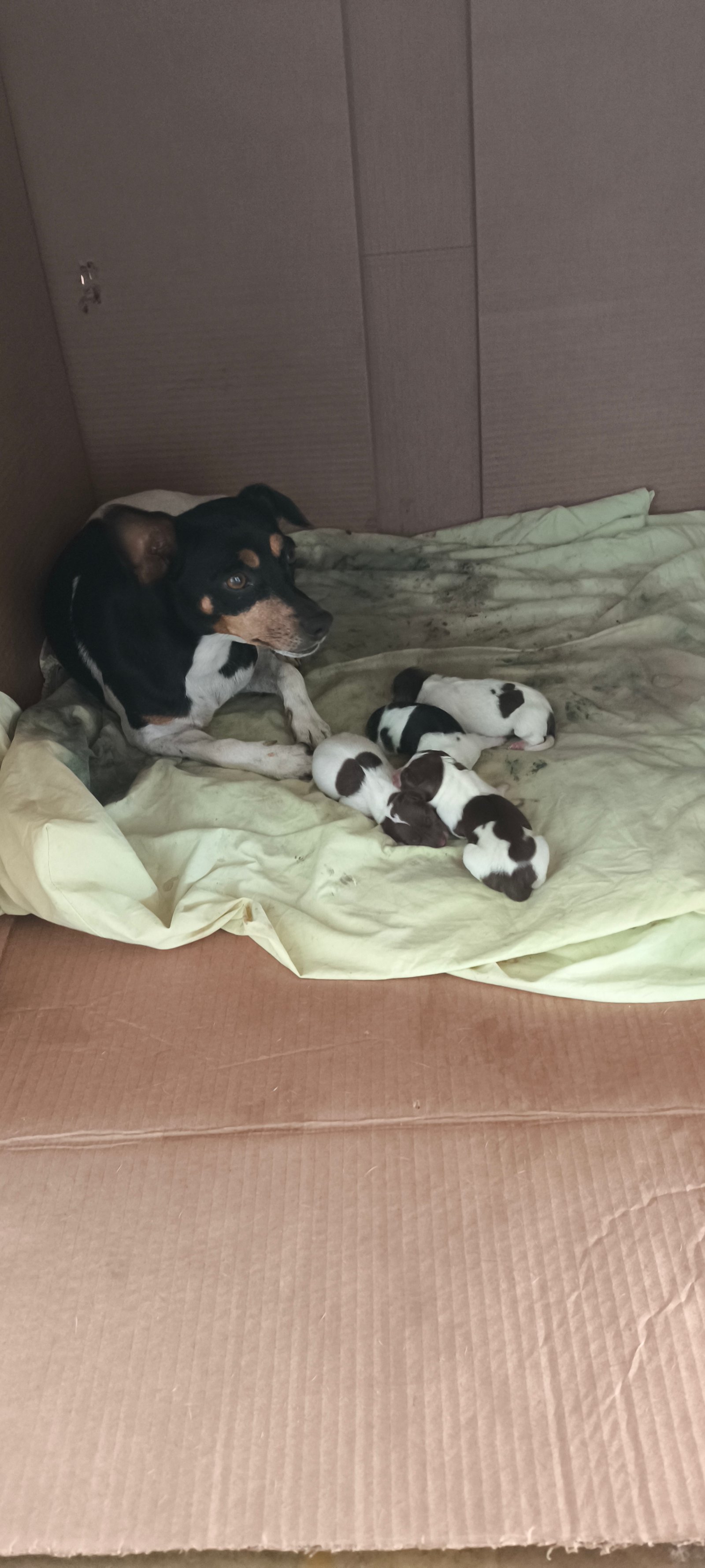 Vendo filhote Fox Paulistinha  - Foto 5