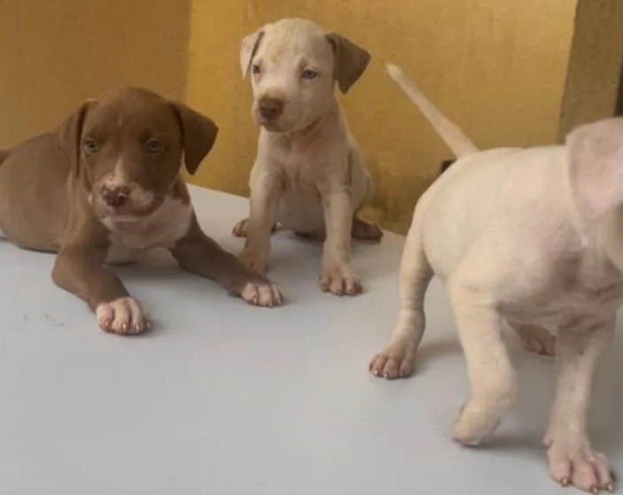 Filhotes Pitbull Red Nose Puros | Machos e Fêmeas | Vermifugados | Goiânia - Foto 5