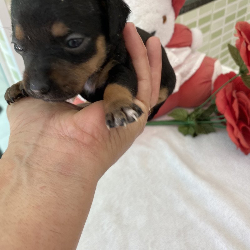 Lindo filhotes de Pinscher