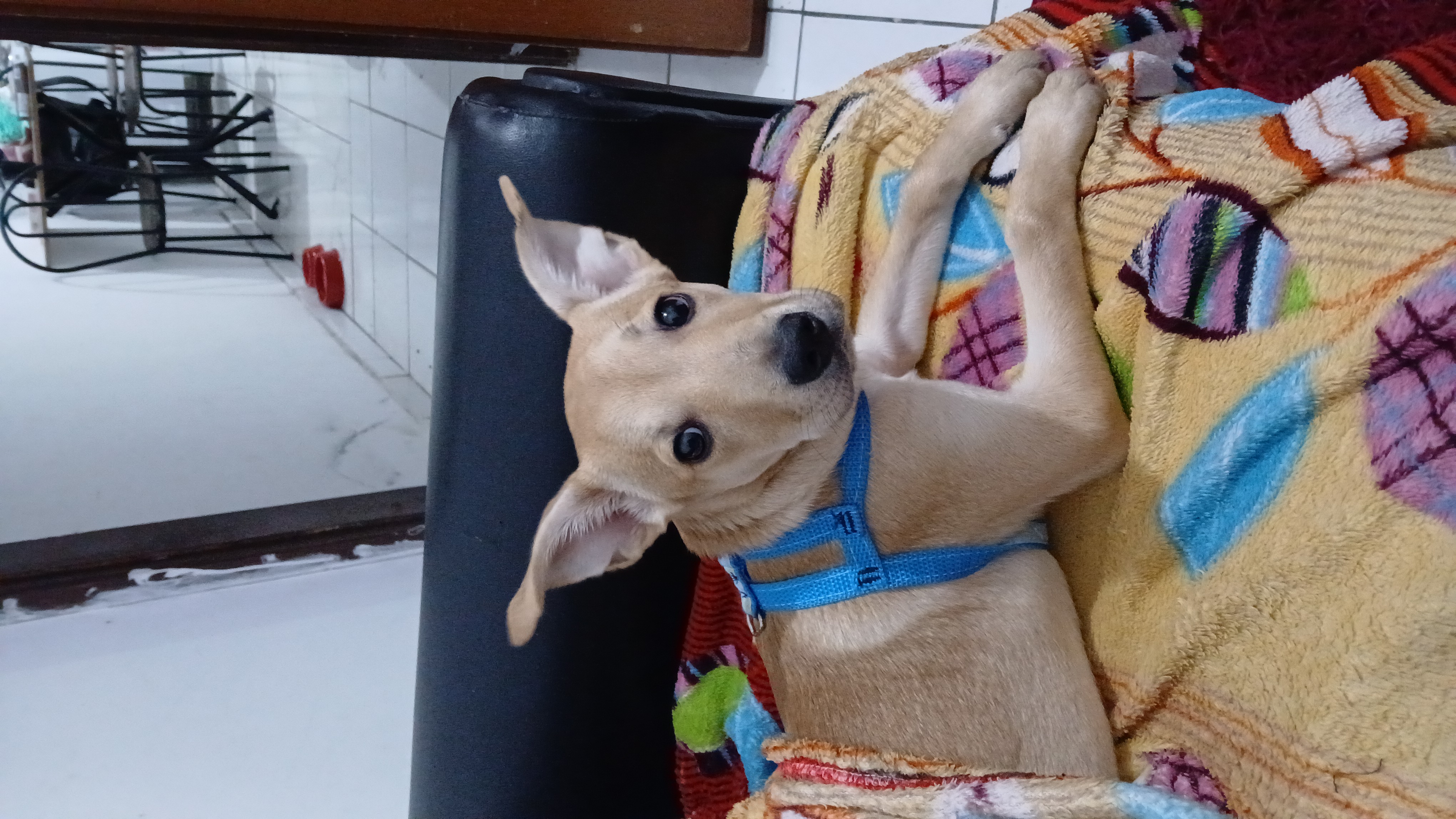 Portal Vendocão Filhote Labrador Caramelo Fêmea  São Paulo 