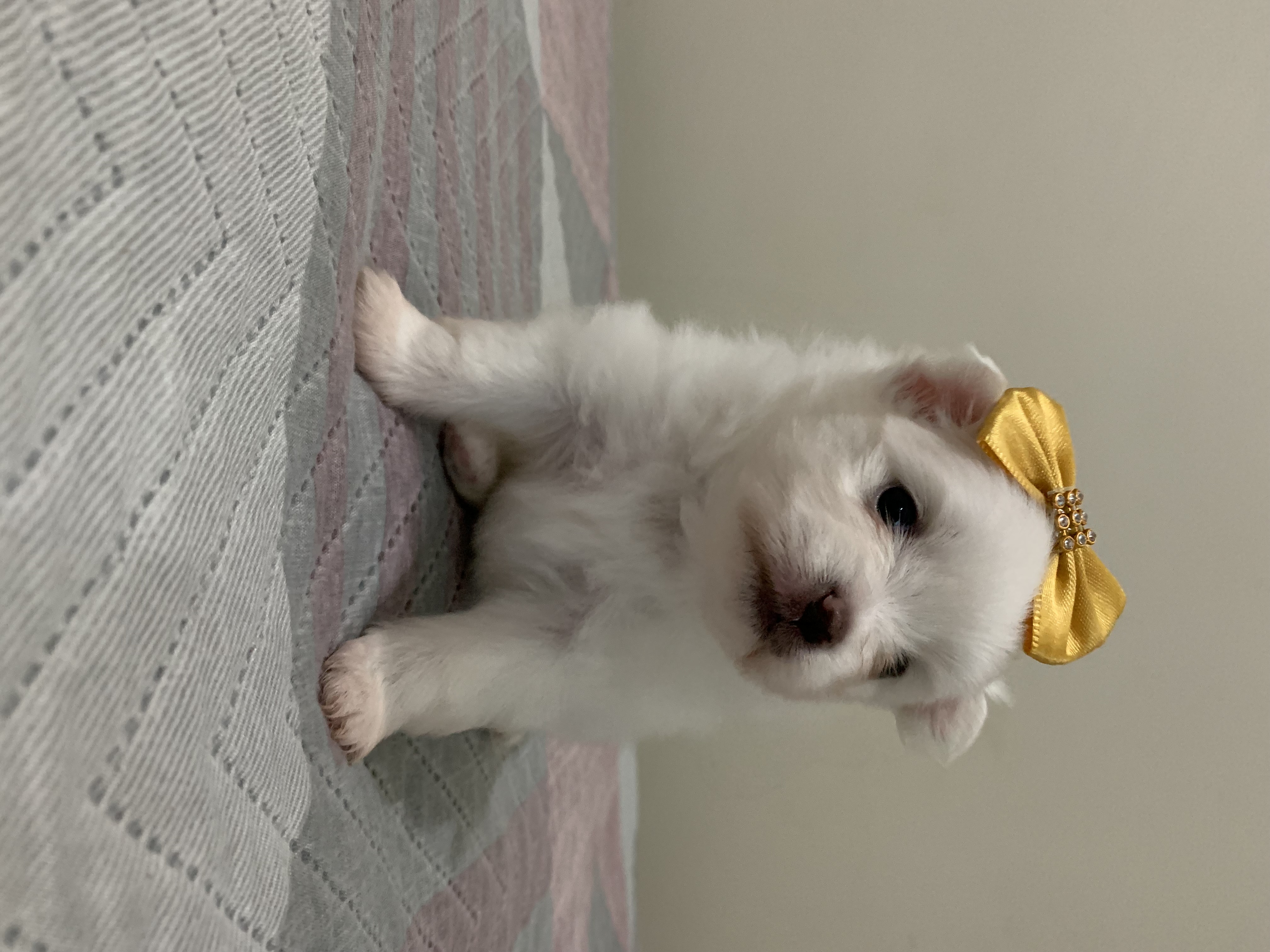 Portal Vendocão Filhotes Spitz Alemão Lulu da Pomerania  Belo Horizonte 