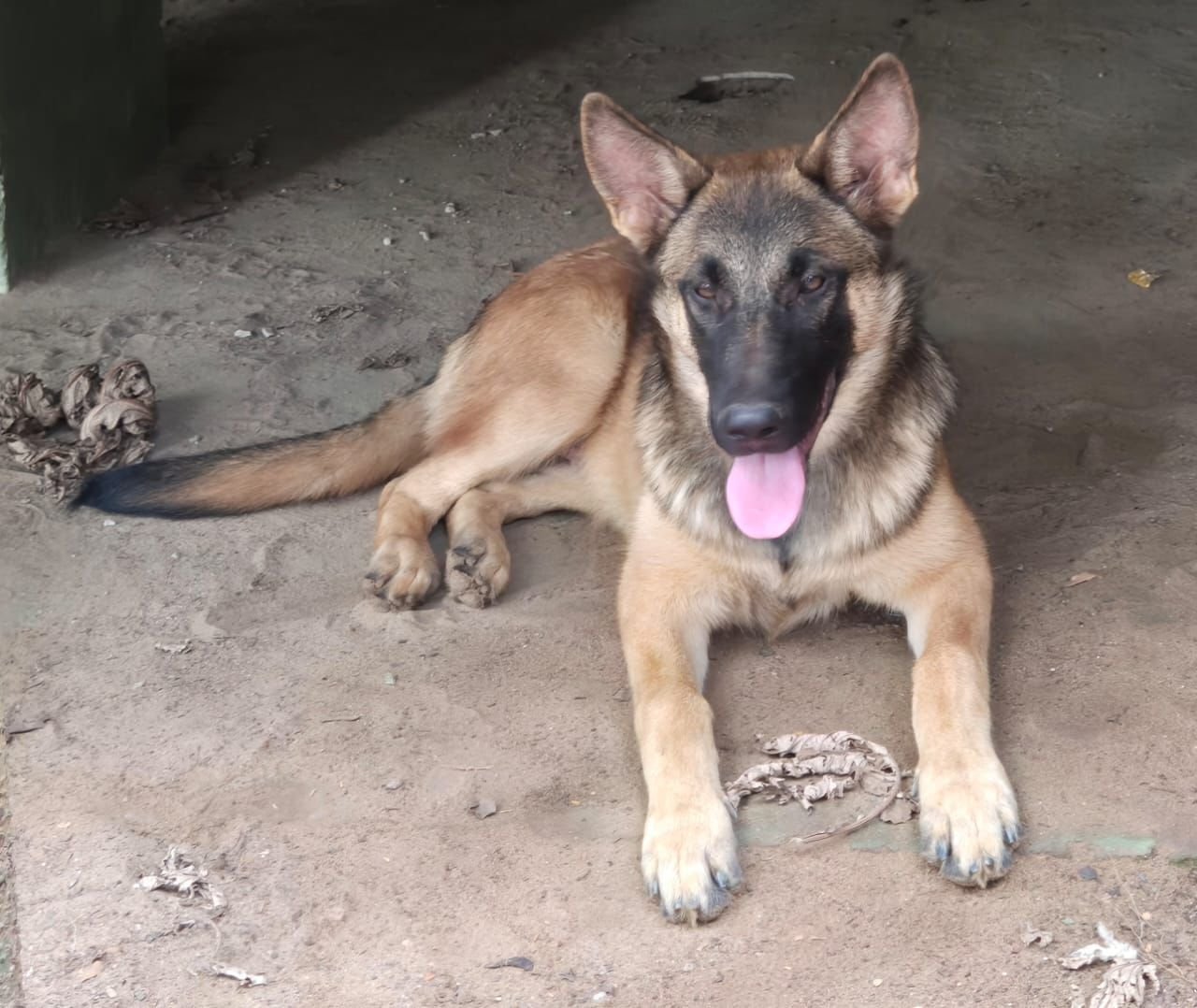 Pastores Belga Malinois 