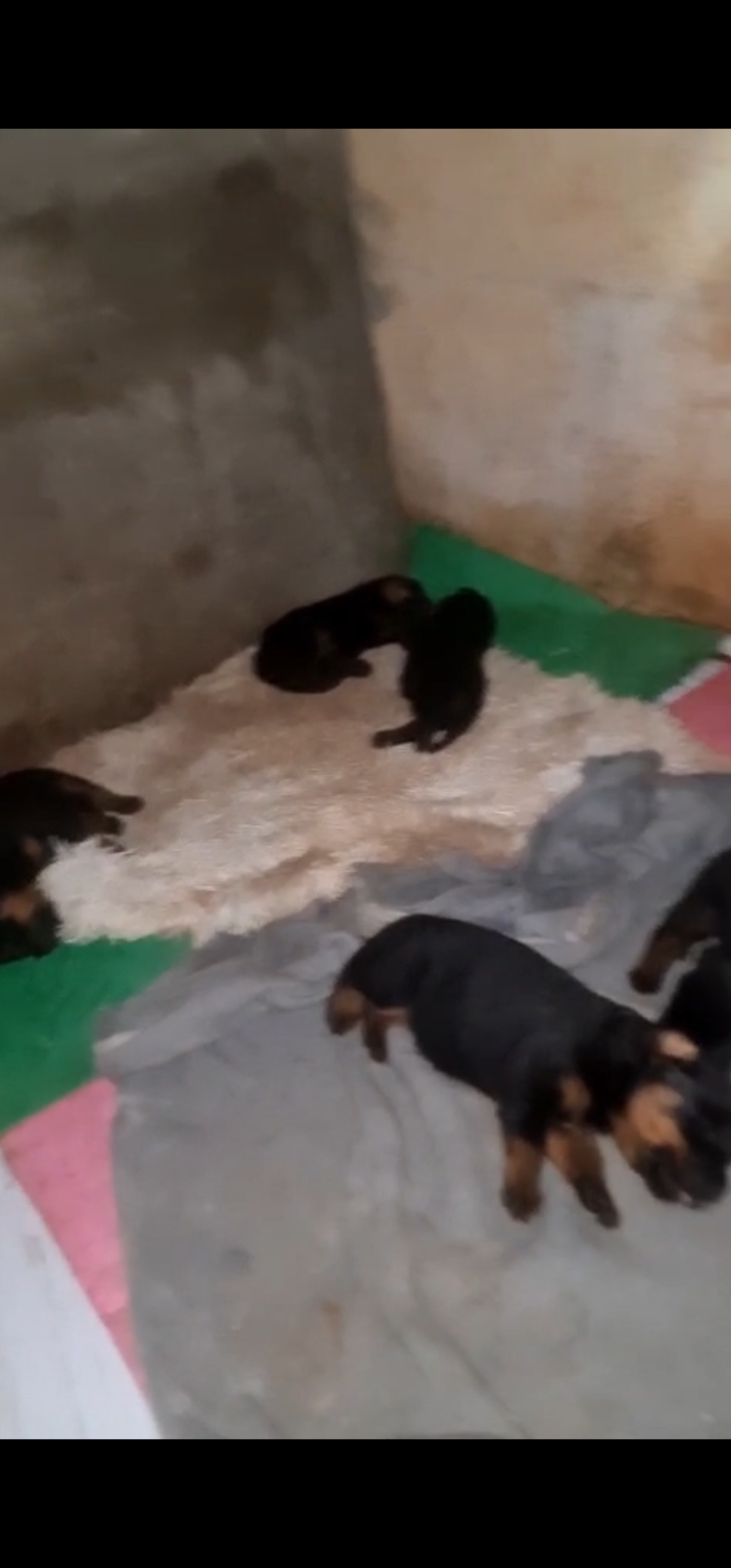 Lindos filhotes de rottweiler  - Foto 1