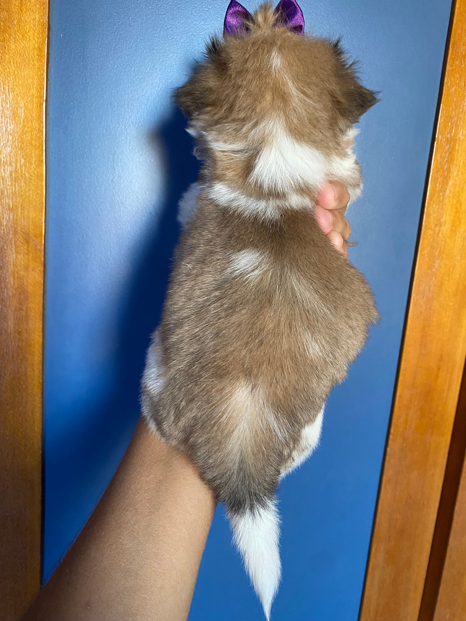 Shih tzu  - Foto 3