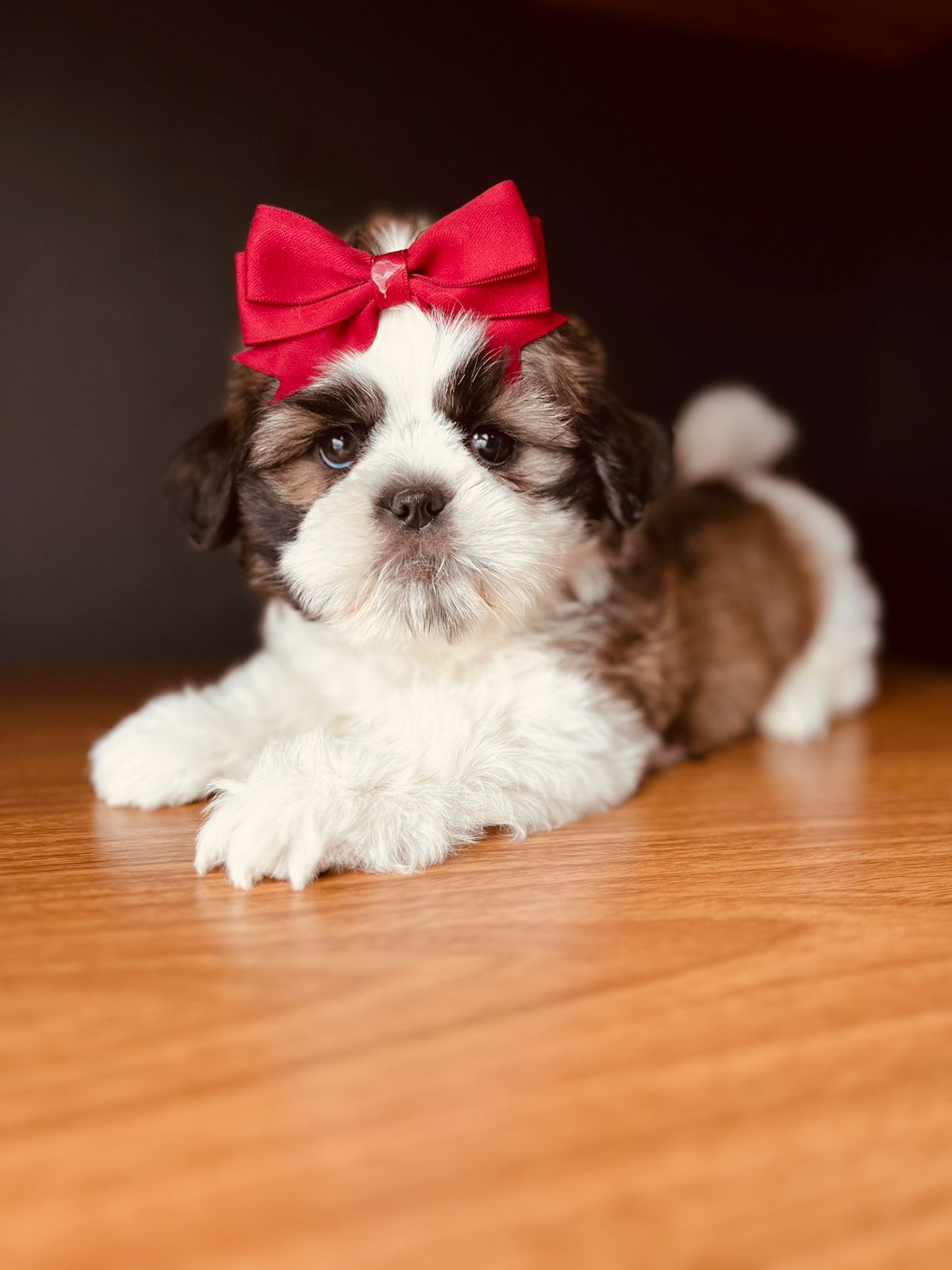 filhotes de Shih Tzu SÃO JOSE DOS PINHAIS 