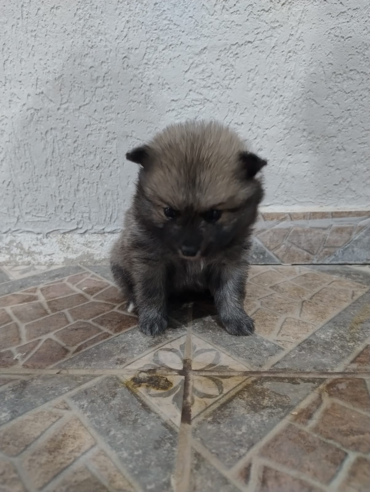 Portal Vendocão vendo filhotes de lulu betim