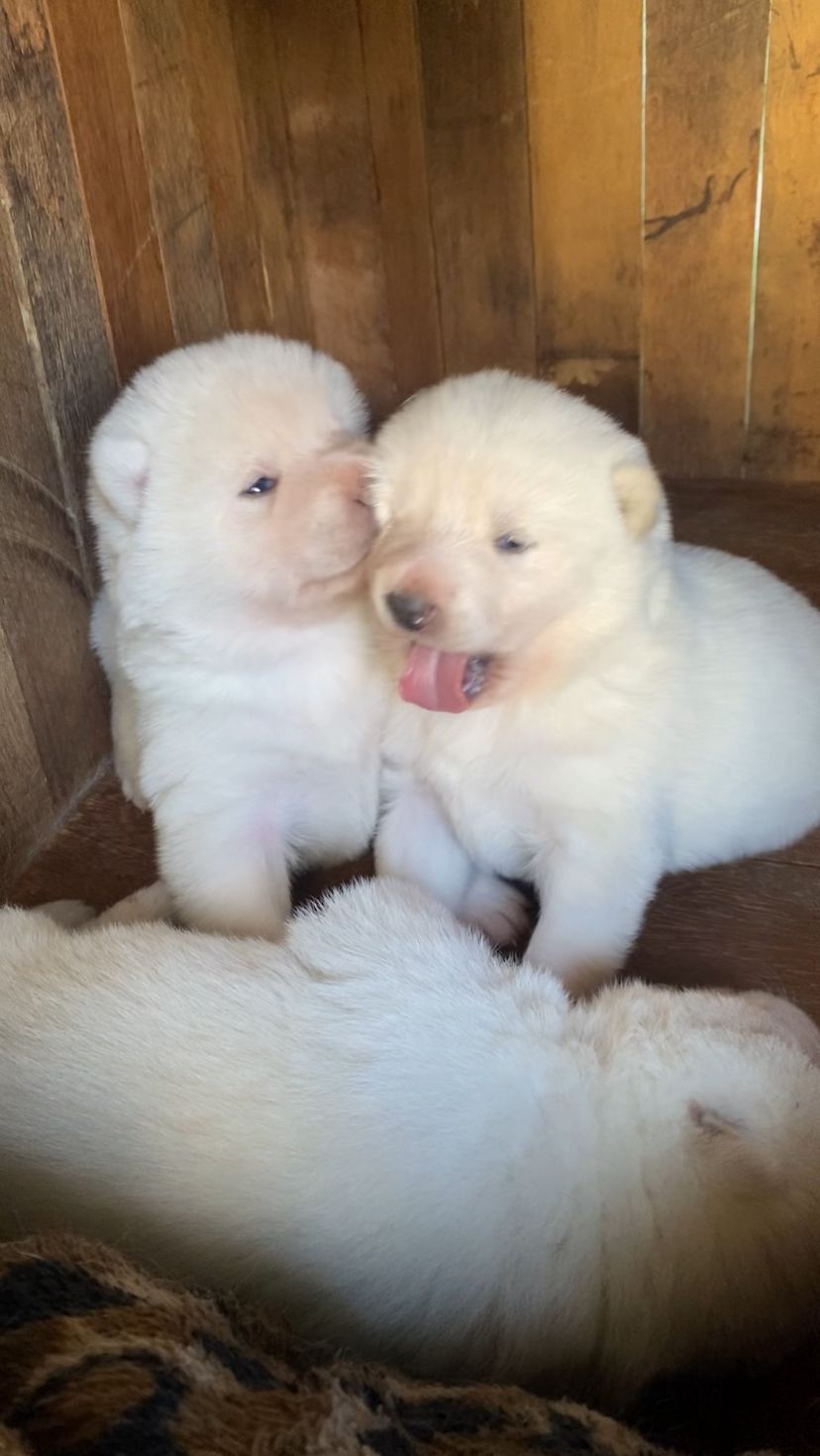 Portal Vendocão Filhotes de Akita Joinville