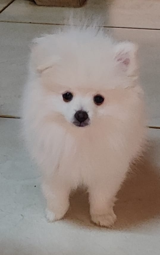 Spitz alemão anão filhotes