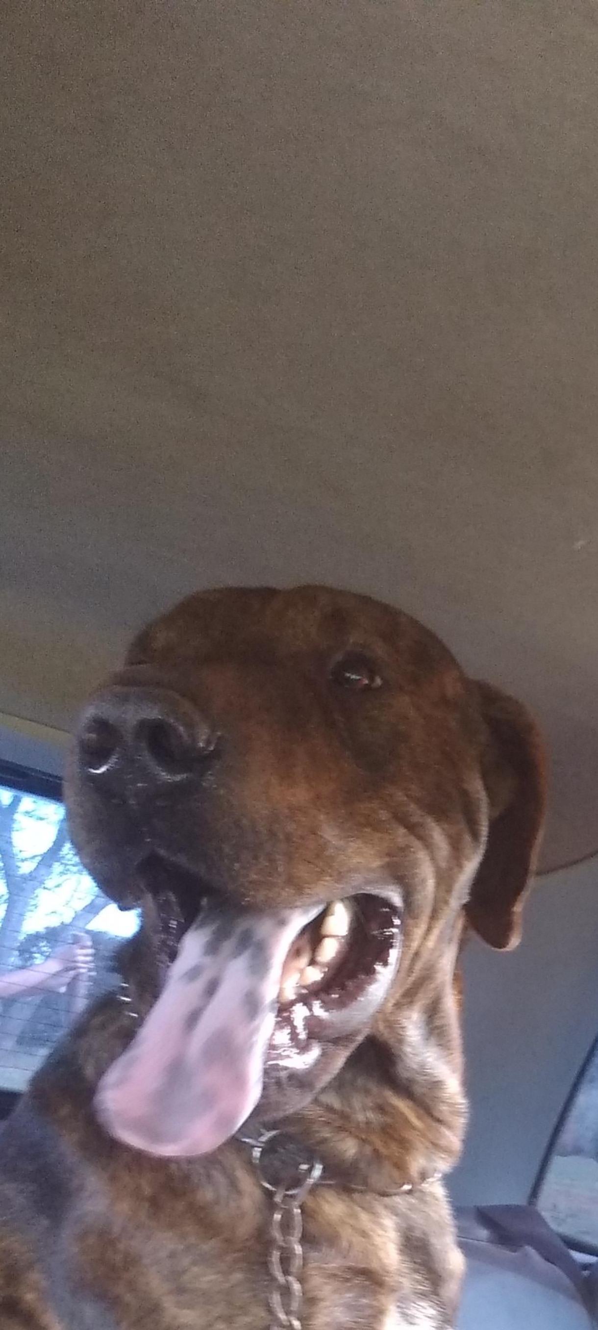 Portal Vendocão BULDOGUE CAMPEIRO COM FILA  CAMPO GRANDE