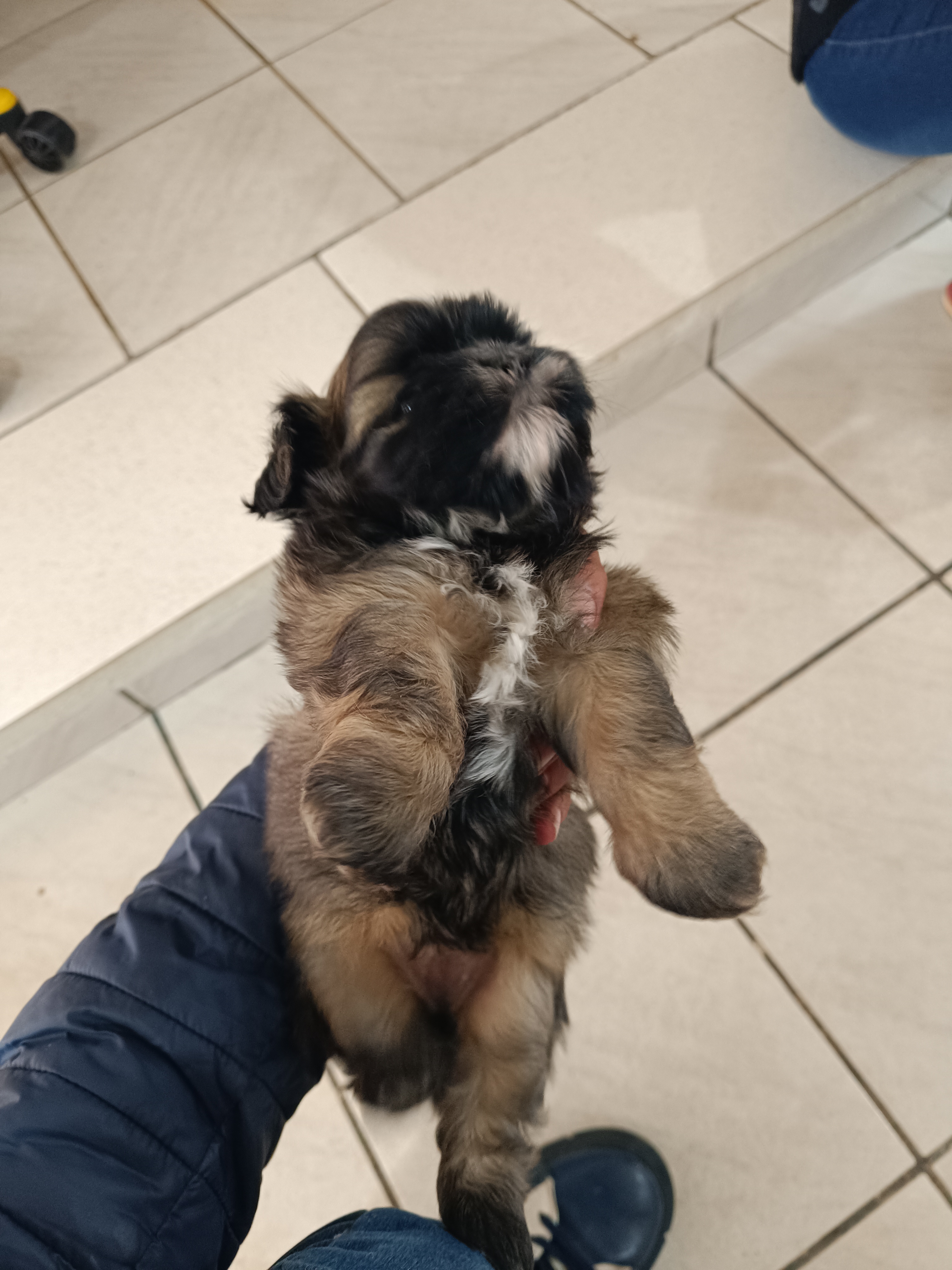 Shih Tzu  - Foto 4