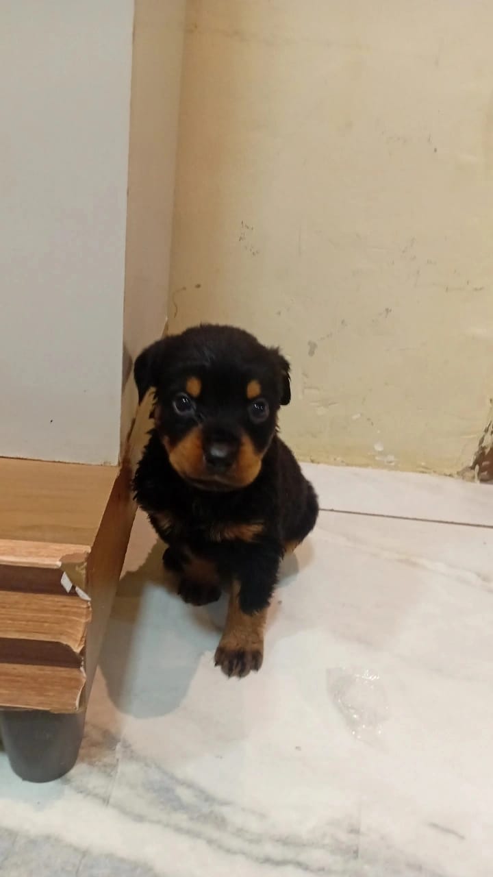 Portal Vendocão Rottweiler  Salvador