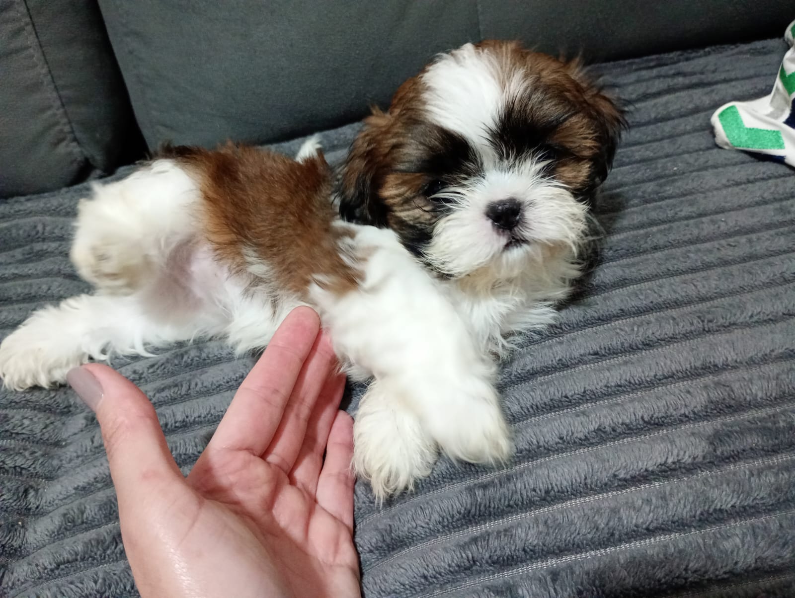 Portal Vendocão Vende-se Filhote Fêmea Shihtzu  Belford Roxo