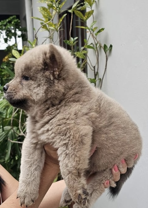 Portal Vendocão Filhotes de Chow chow para venda  São Paulo 