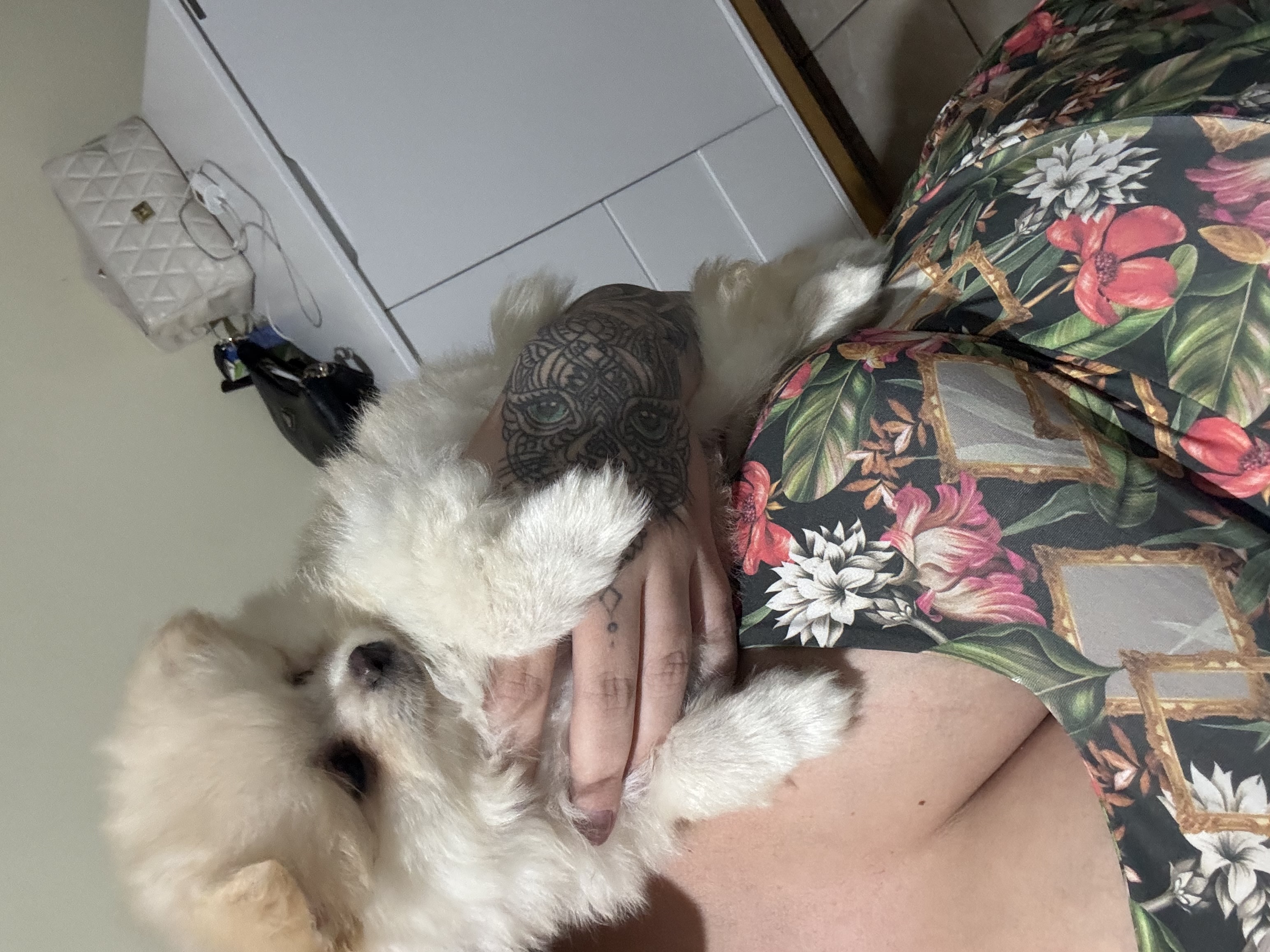 Lulu da pomerania