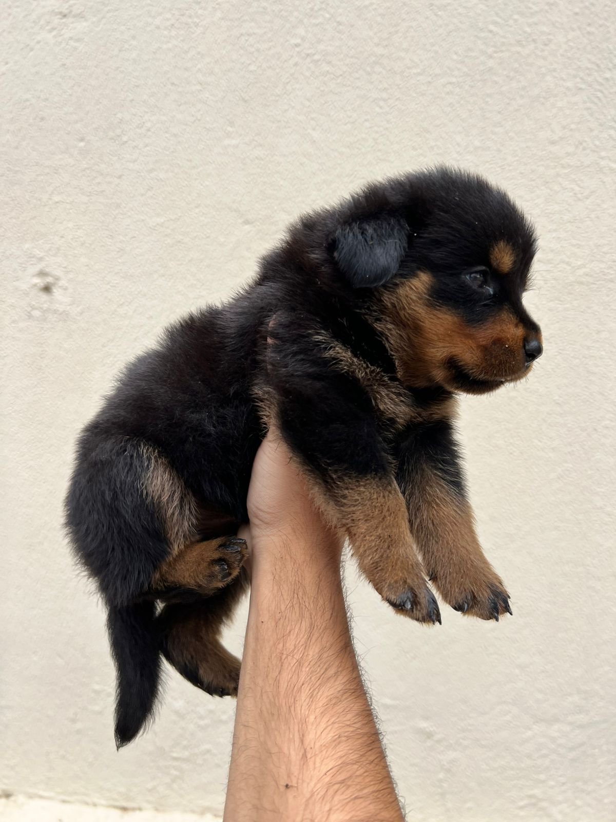 Rottweiler filhotes puros - Foto 1