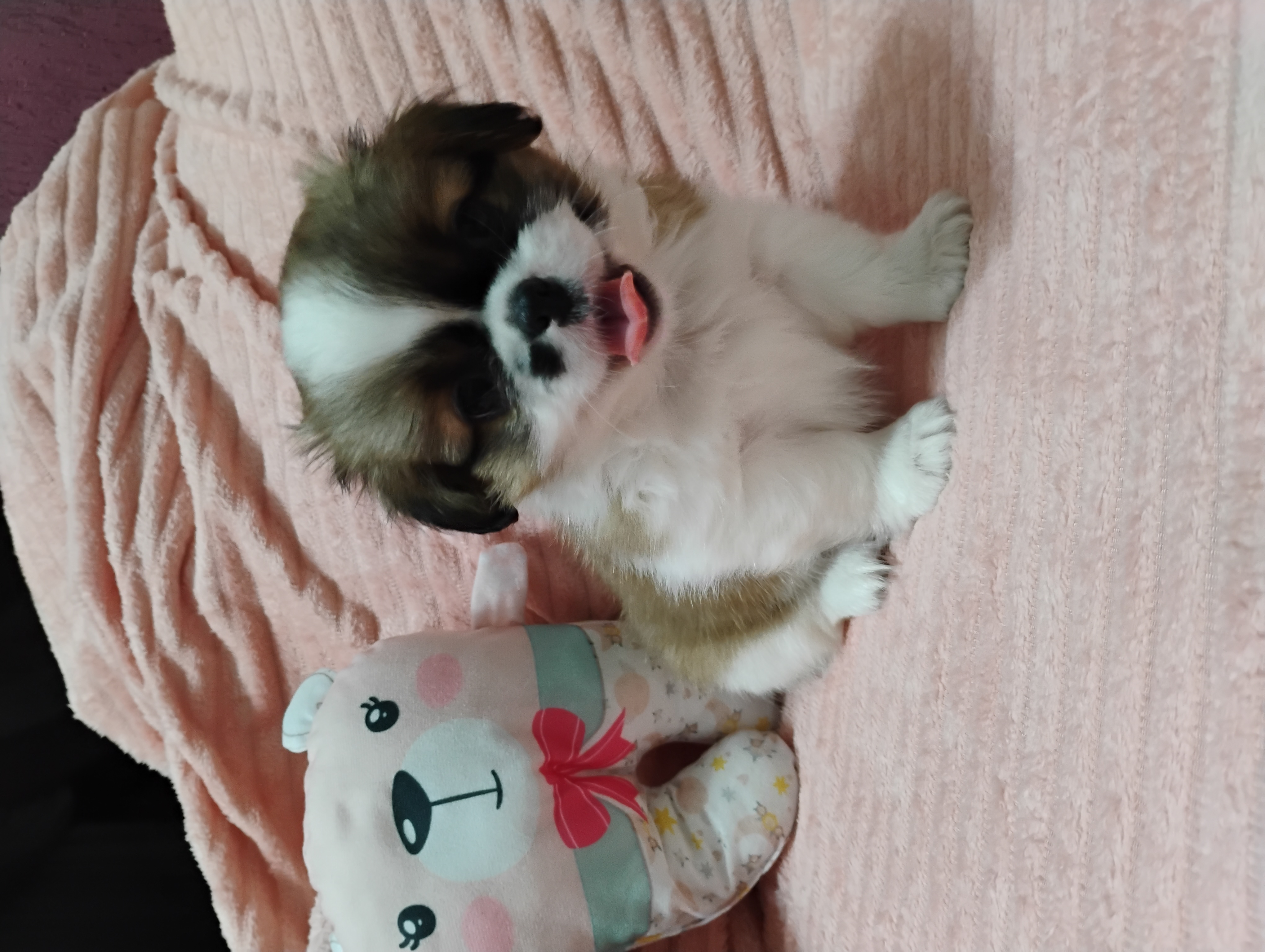 🐶💕 Filhotinha Pequinês Fêmea disponível! 💕 - Foto 2