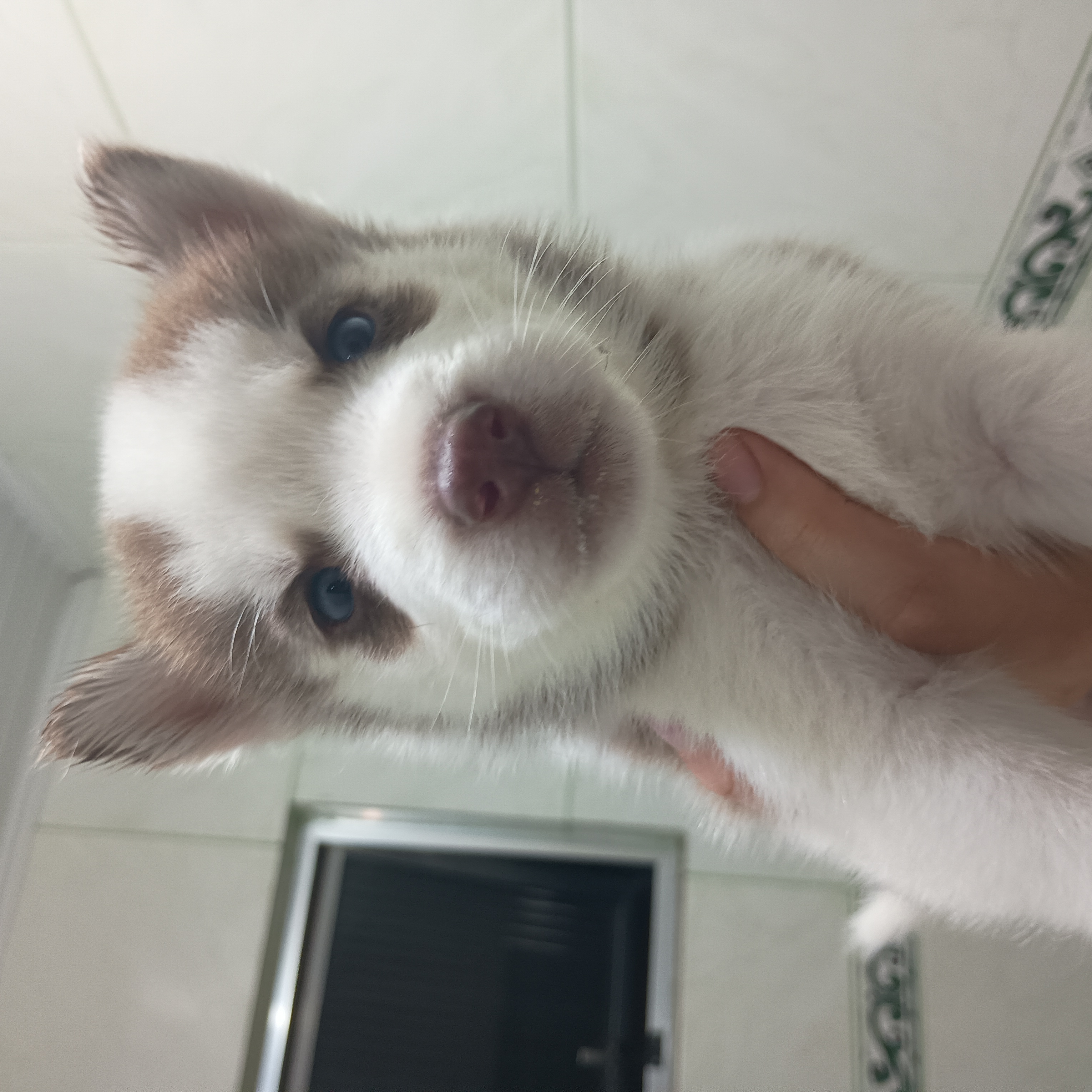 Portal Vendocão Vendo filhotes de husky siberiano  Porto Alegre