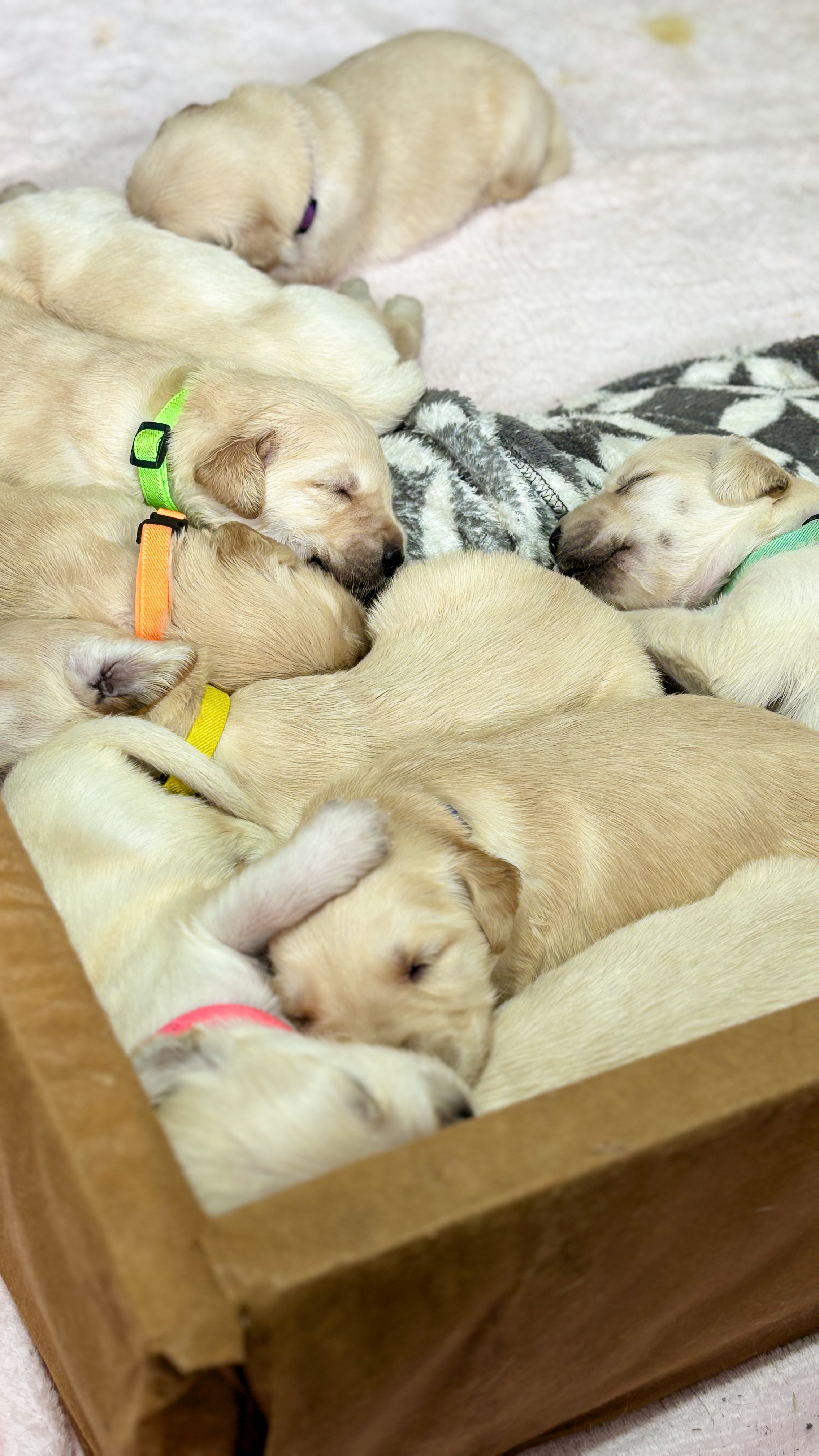 Lindos filhotes Golden Retriever - Foto 3