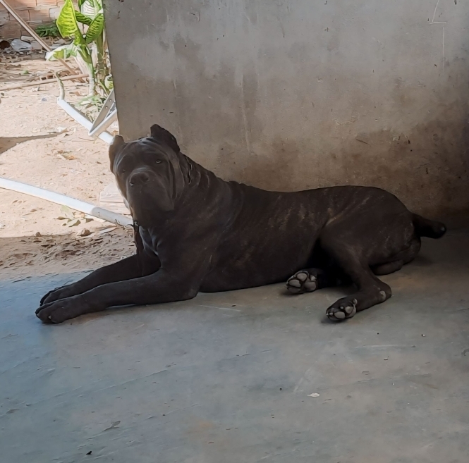 Portal Vendocão Cane corso em Pernambuco  Tupanatinga 