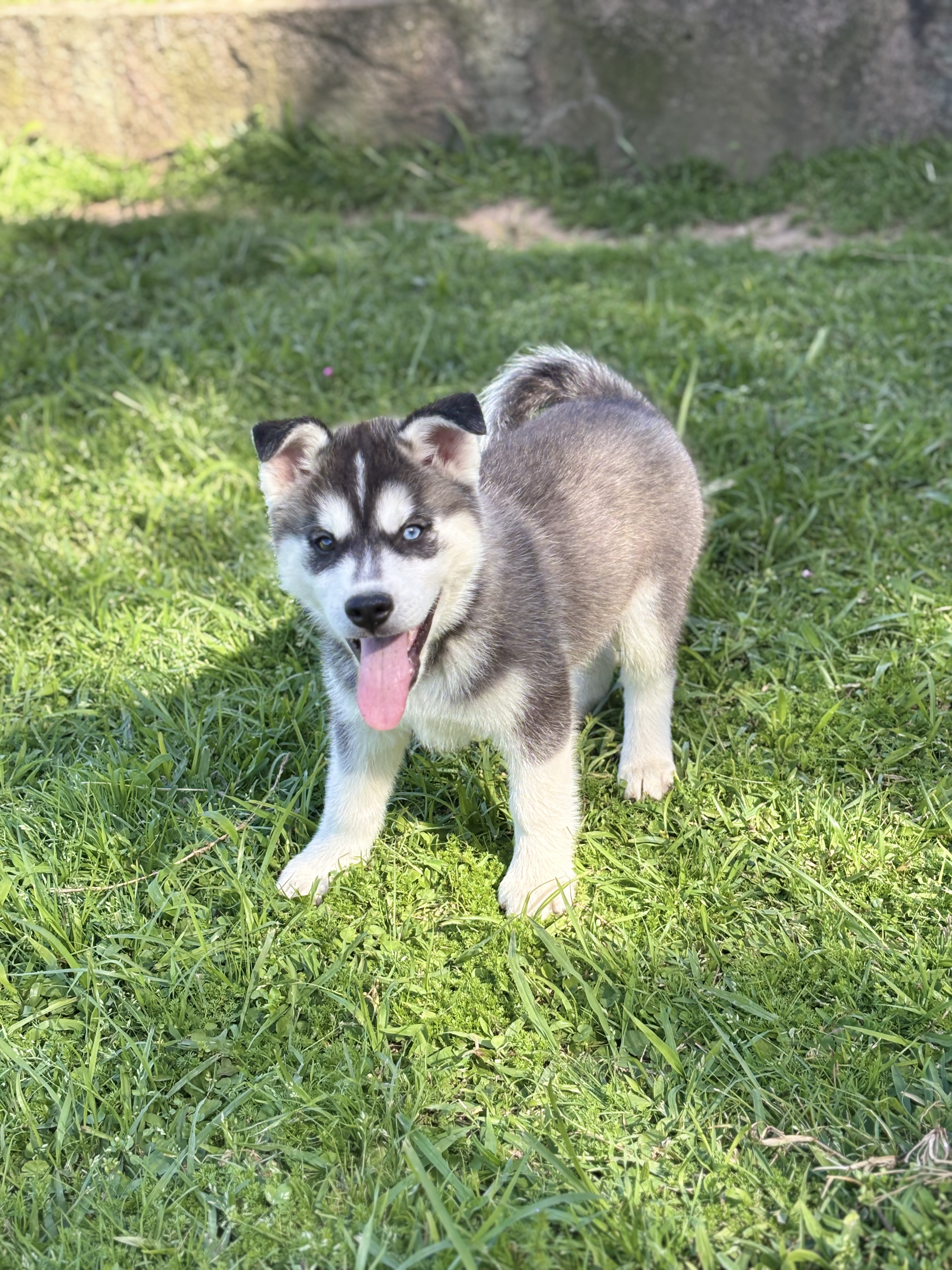 Portal Vendocão Husky Siberiano  Viamão 