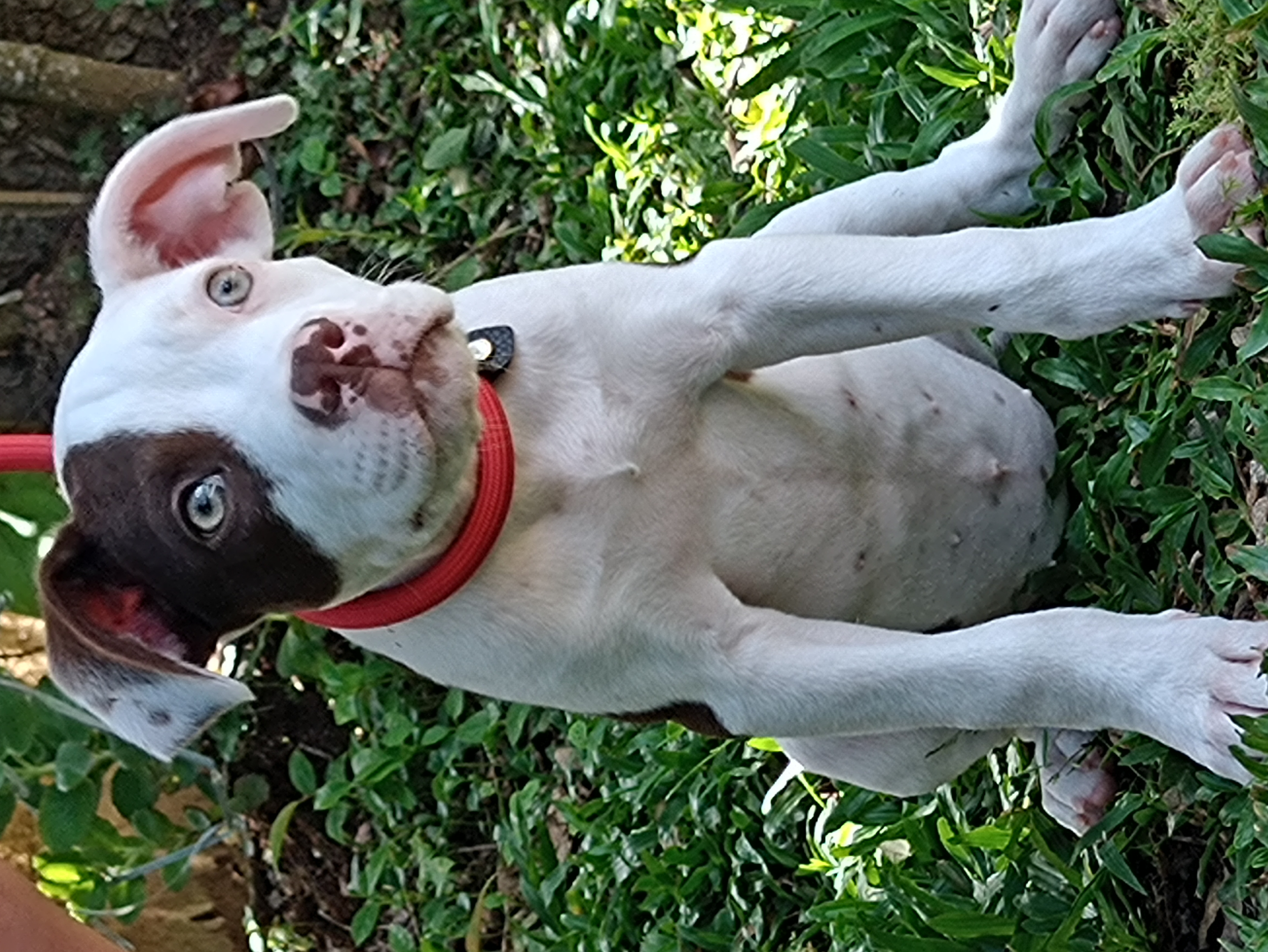 Portal Vendocão Filhote pitmonster  Mandirituba