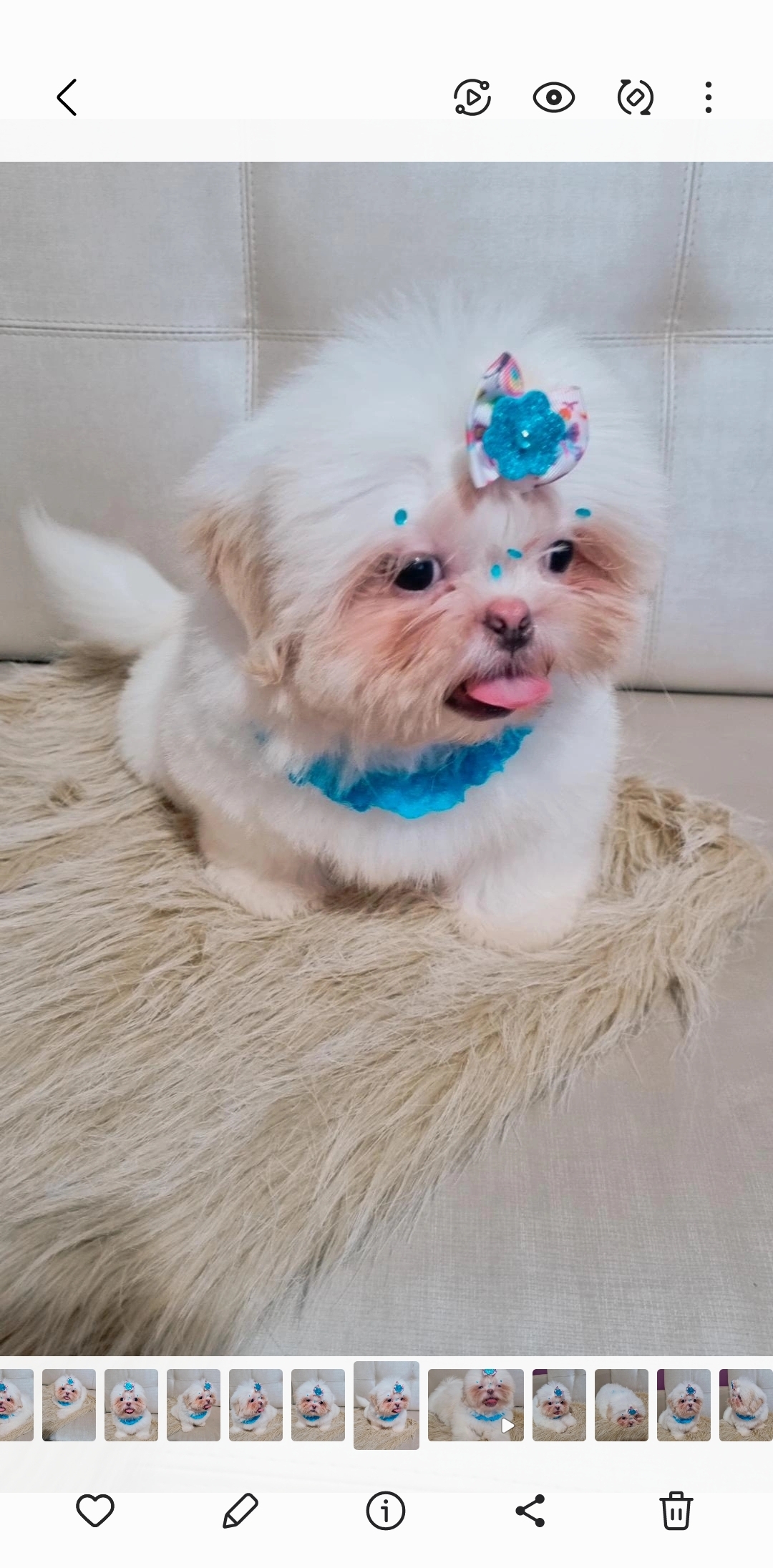 Portal Vendocão Lindo Machinho De Shih-Tzu Disponível! Curitiba 