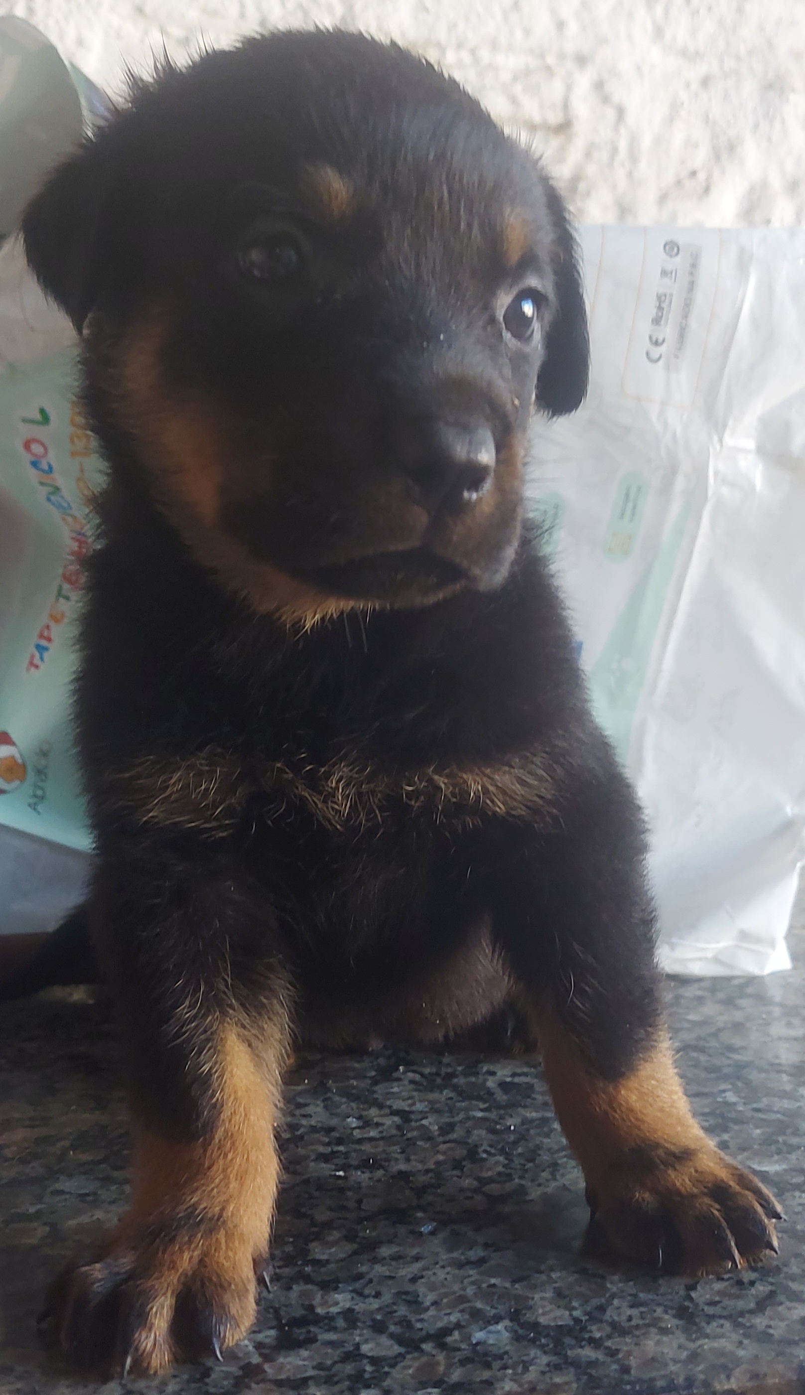 Portal Vendocão Cachorro filhote  Gravataí