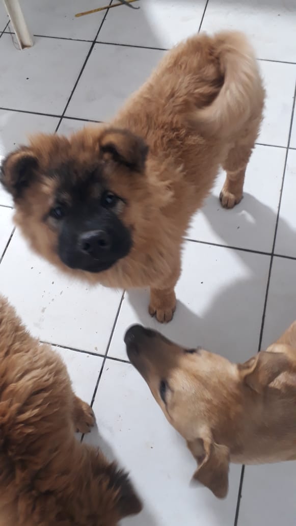 Portal Vendocão Chow chow Aparecida de Goiânia 