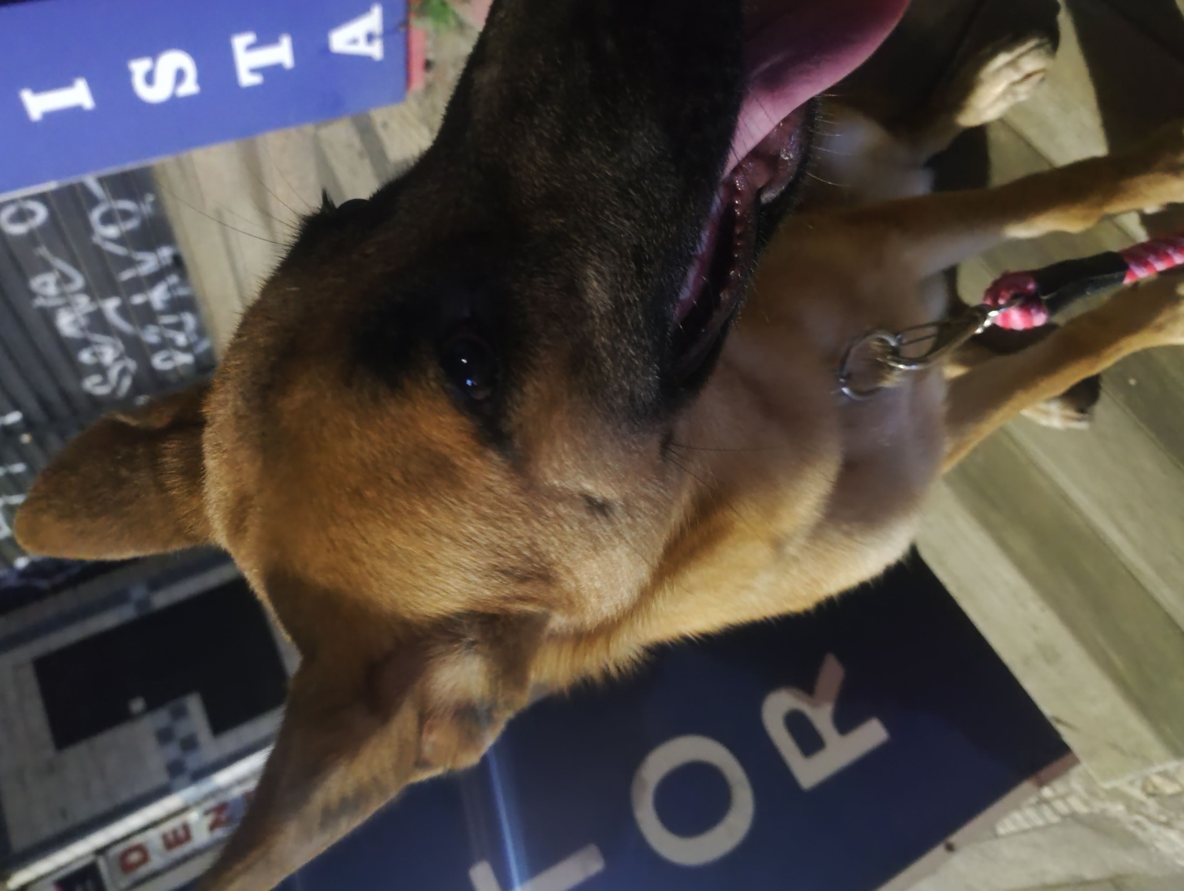 Portal Vendocão Adoção urgente  Franco da rocha 