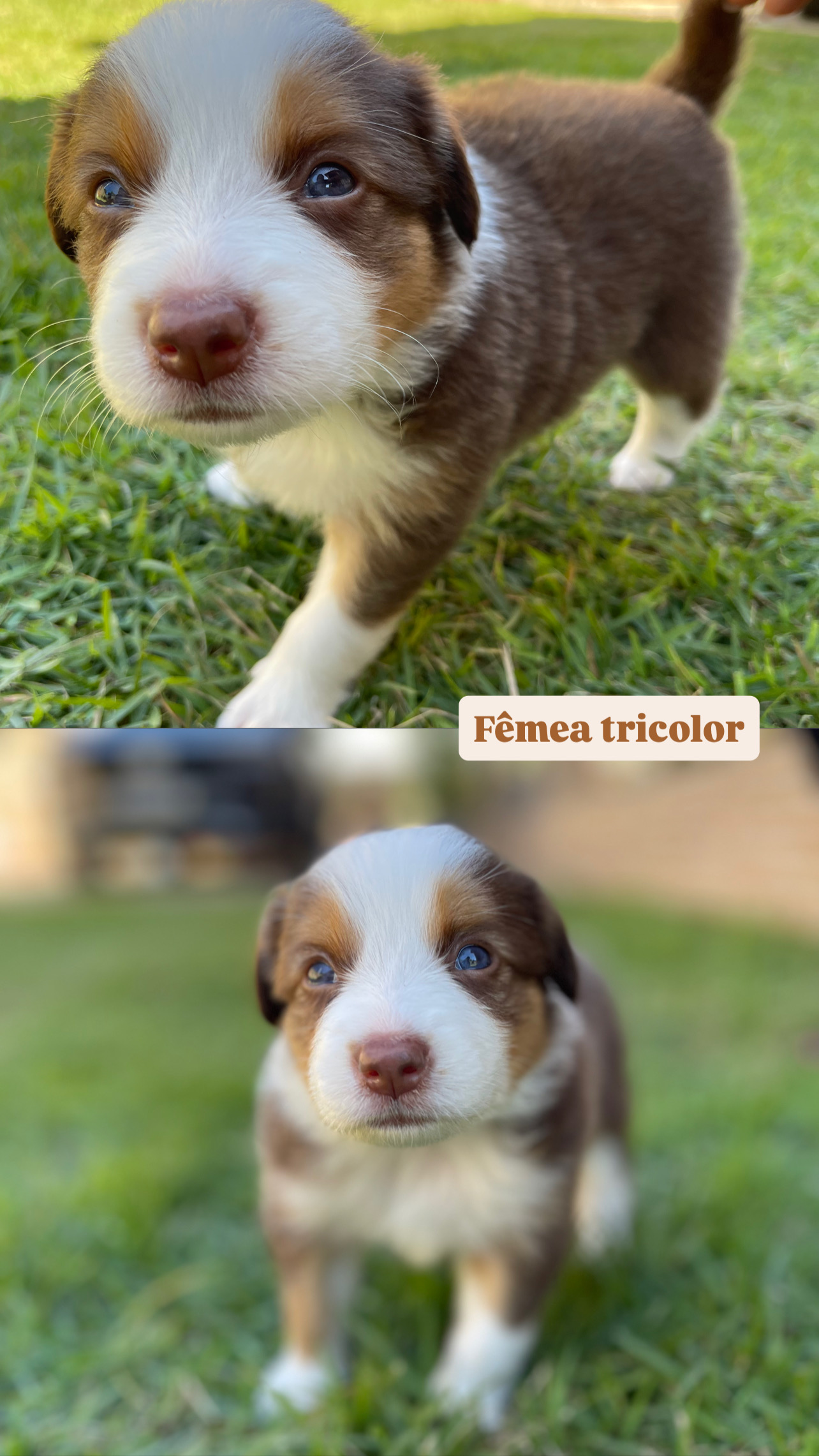 Portal Vendocão FILHOTES DE BORDER COLLIE Itabuna