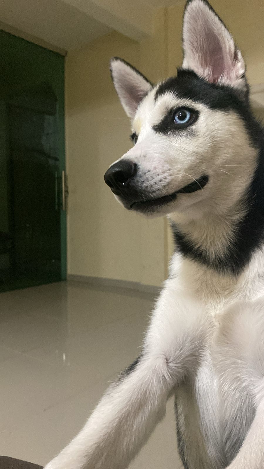 Portal Vendocão Vendo cachorro  Manaus 
