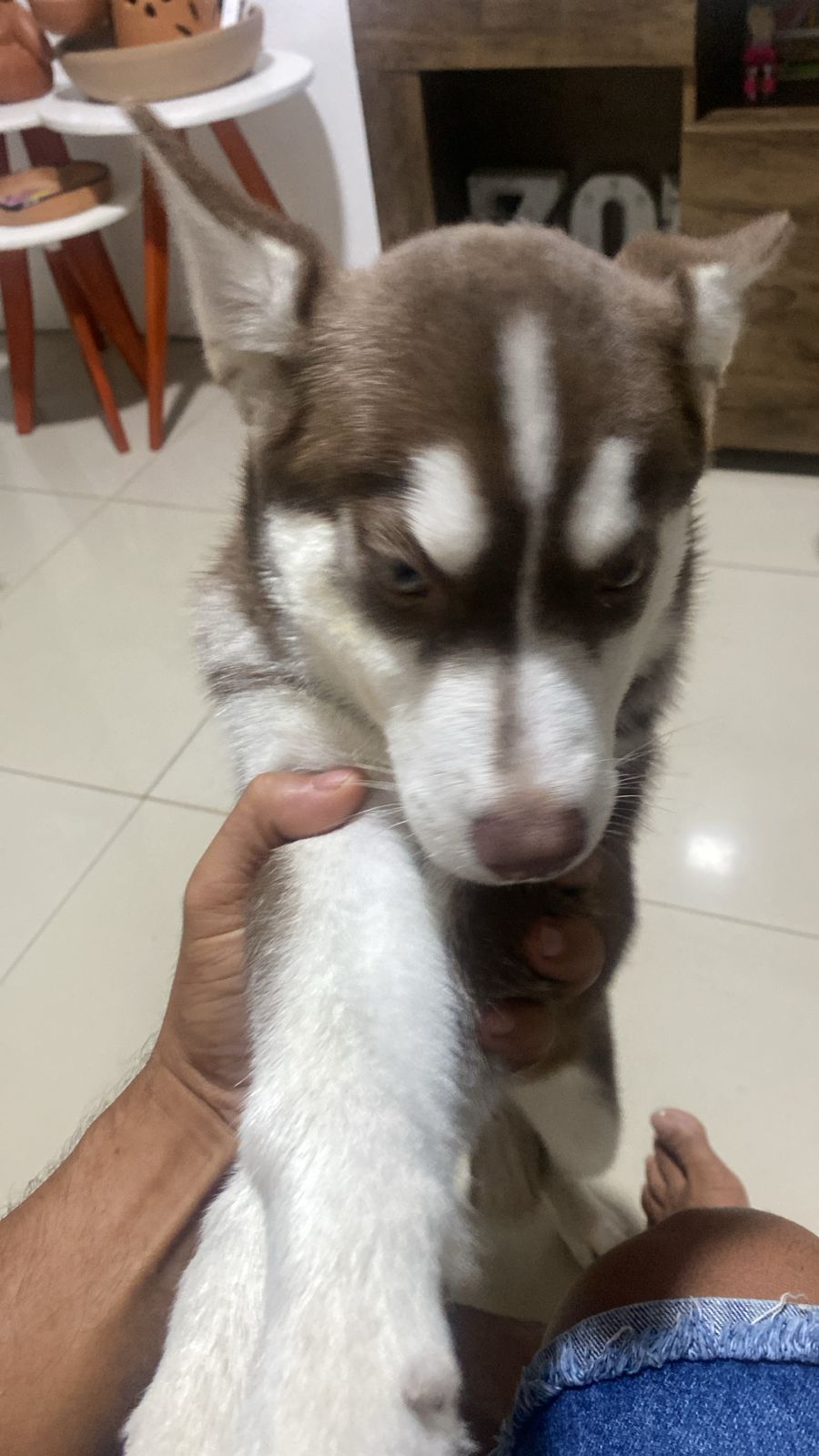 Portal Vendocão Vendo husky siberiano fêmea raça pura  Salvador