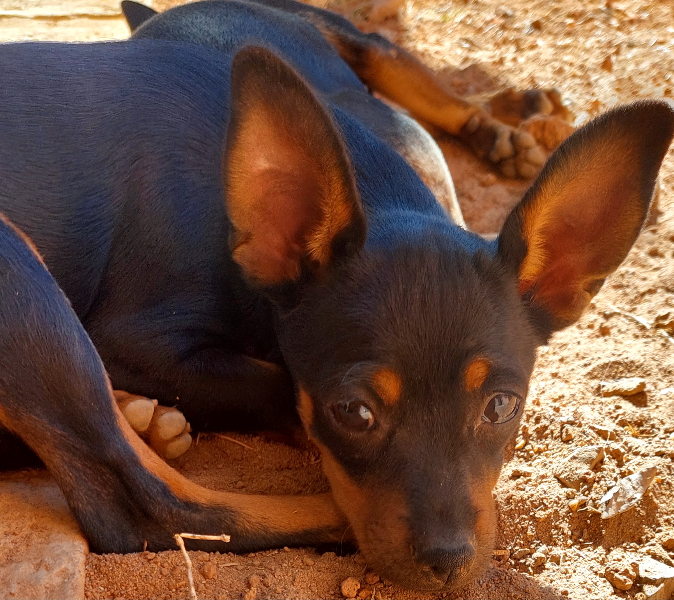 Portal Vendocão Vendo filhote fêmea de pinscher Montes Claros