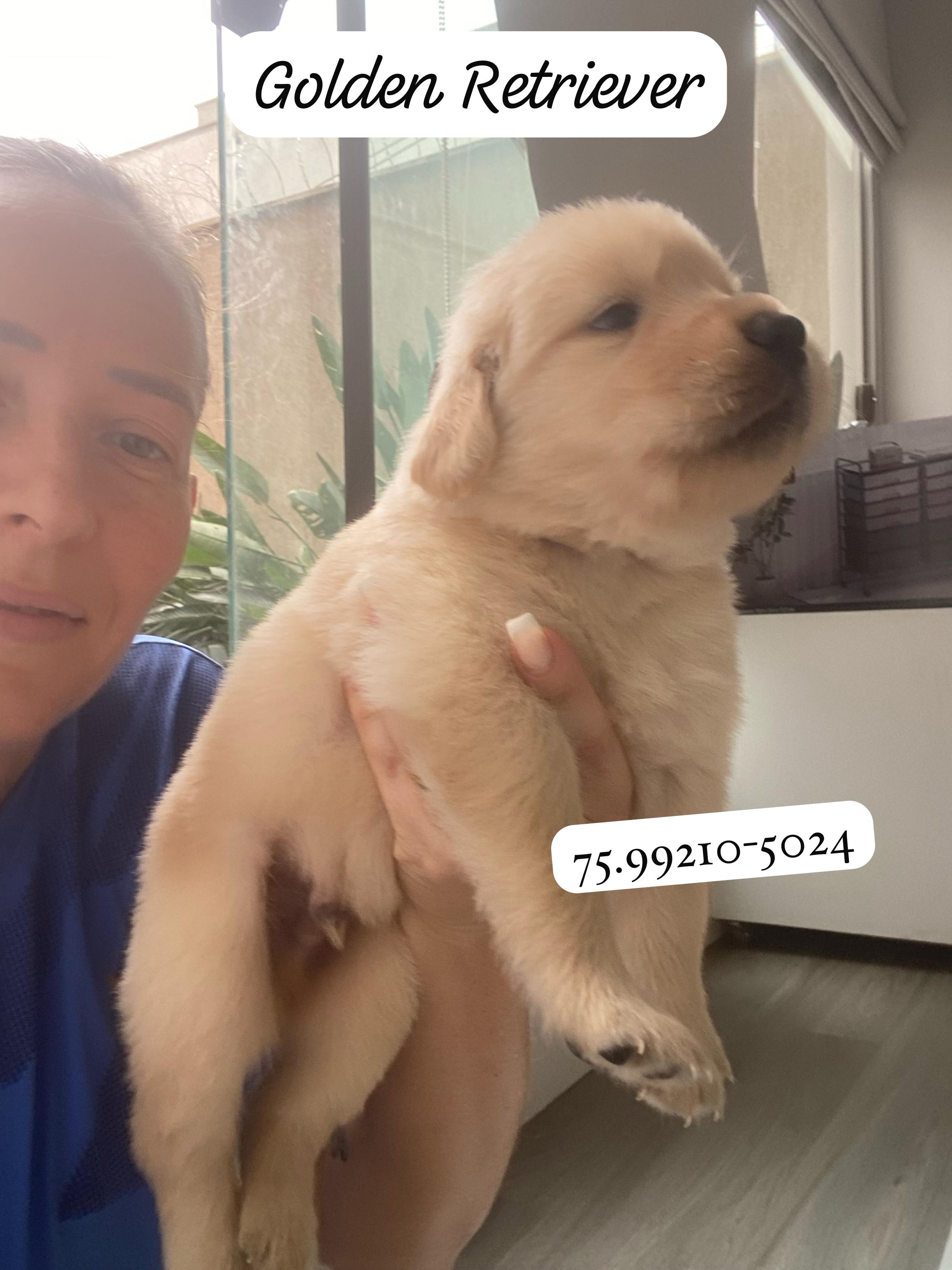 Portal Vendocão Lindos Filhotes de Golden Retriever  Feira de Santana